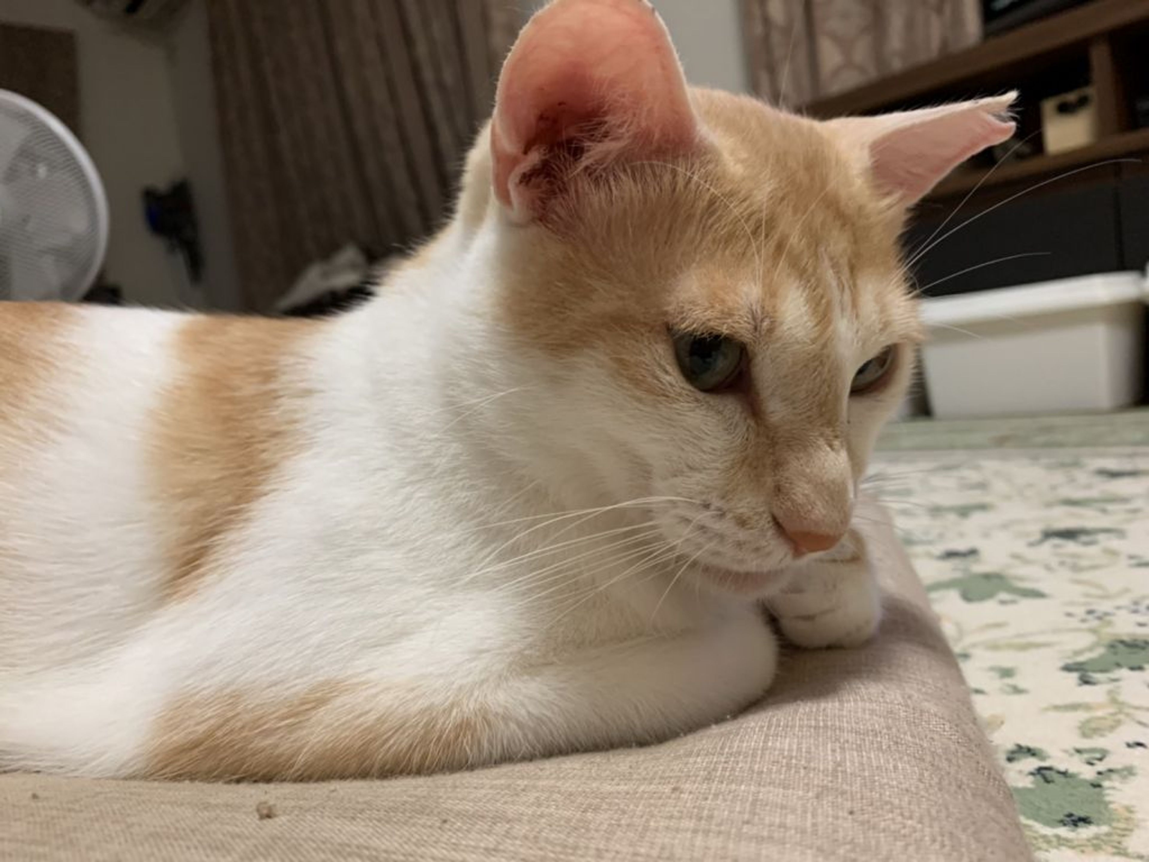 pet-image-3