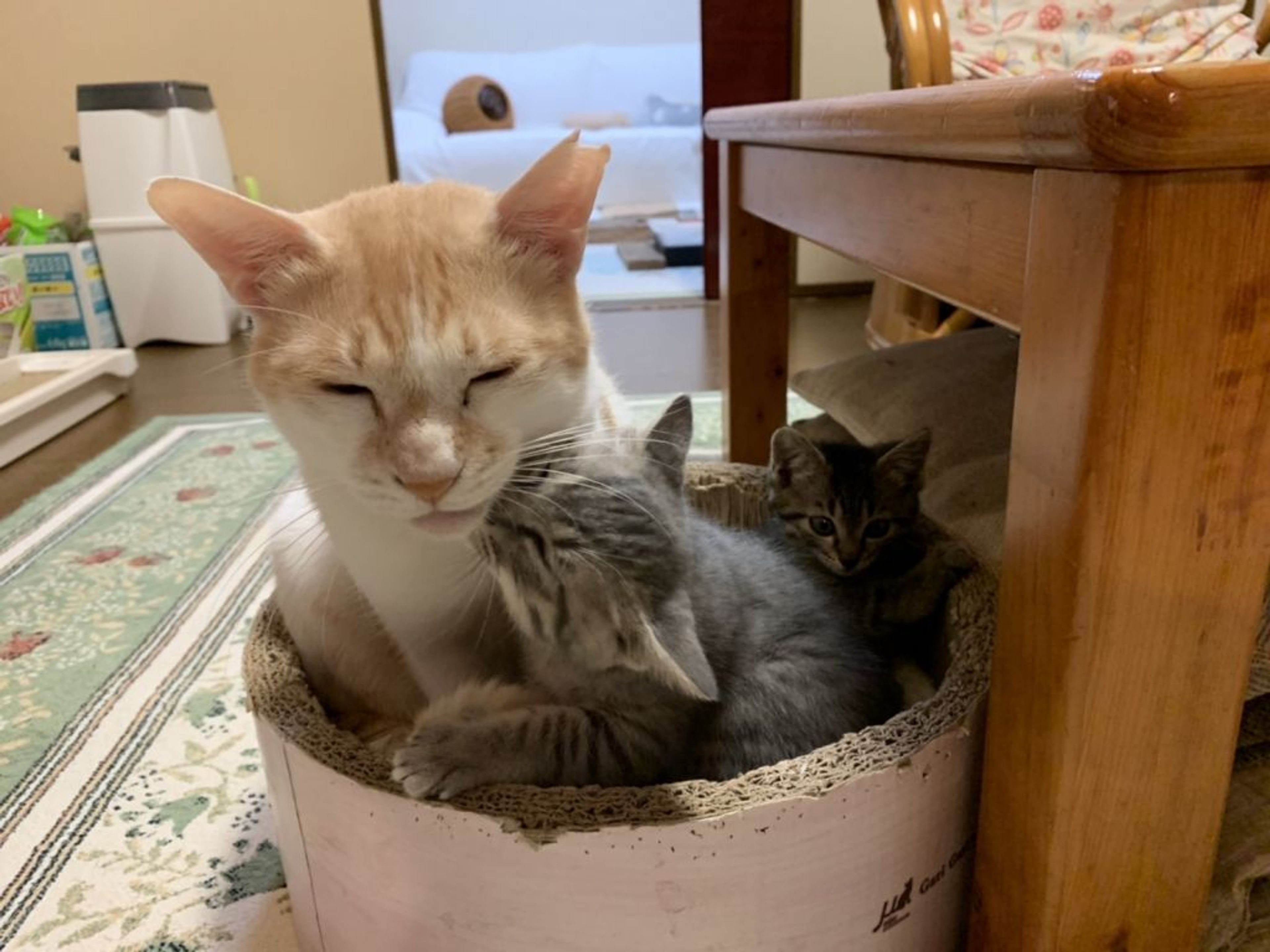 pet-image-4