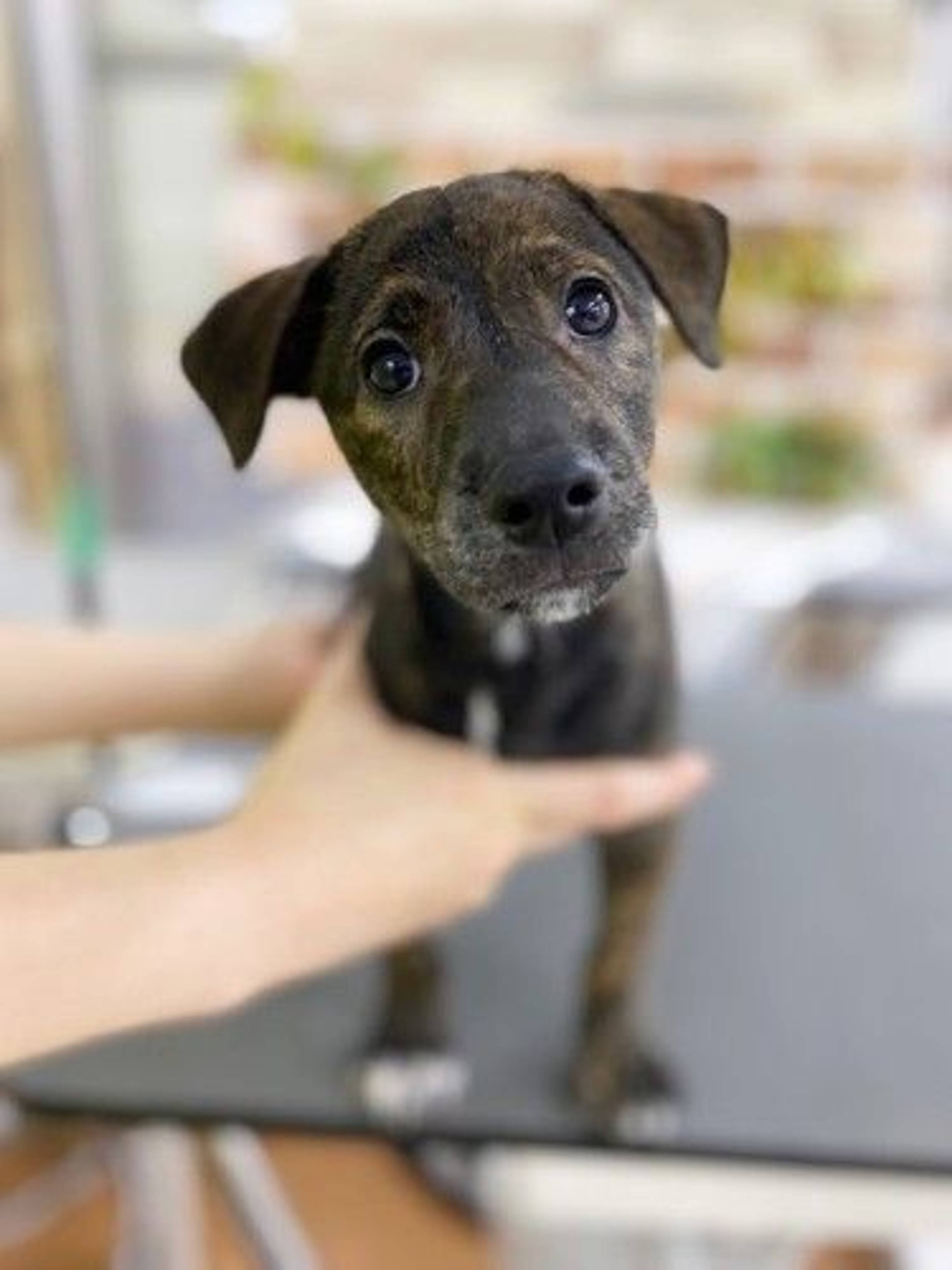 雑種（ミックス犬）・オスの里親募集の写真