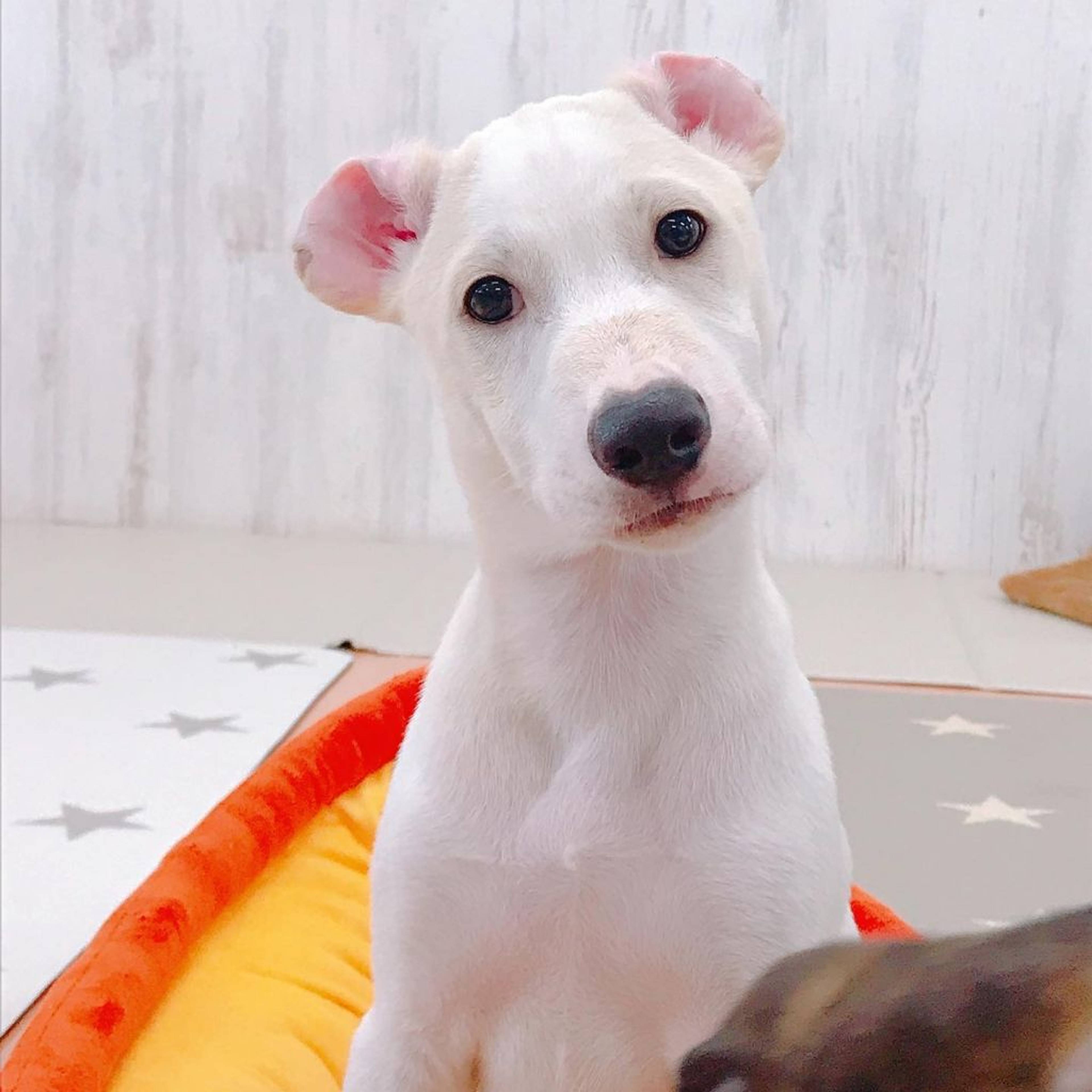 雑種（ミックス犬）・オスの里親募集の写真