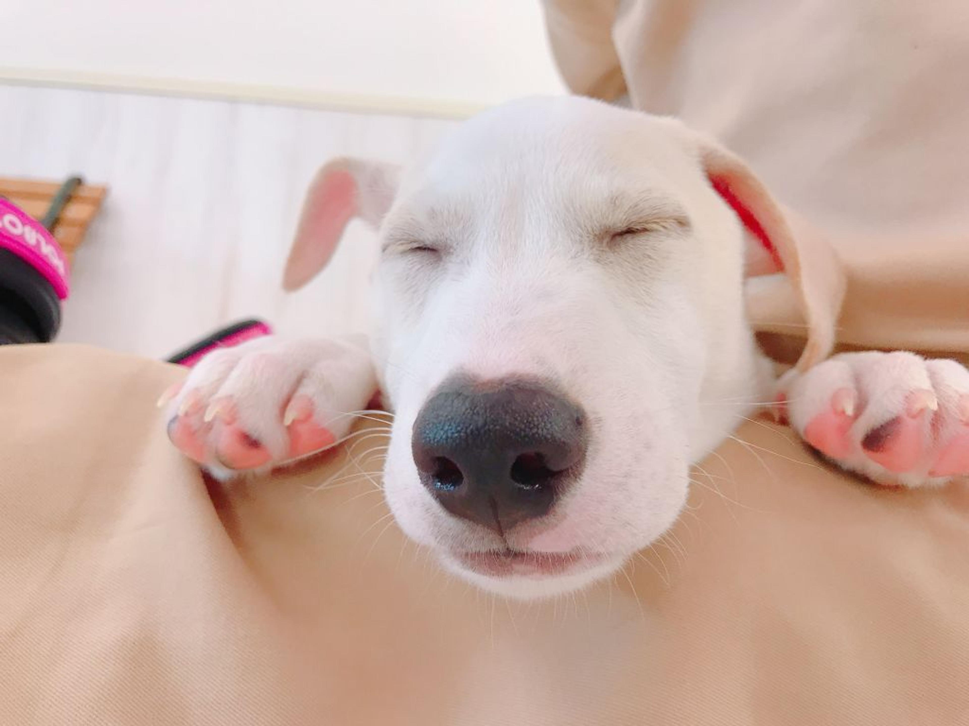 pet-image-2