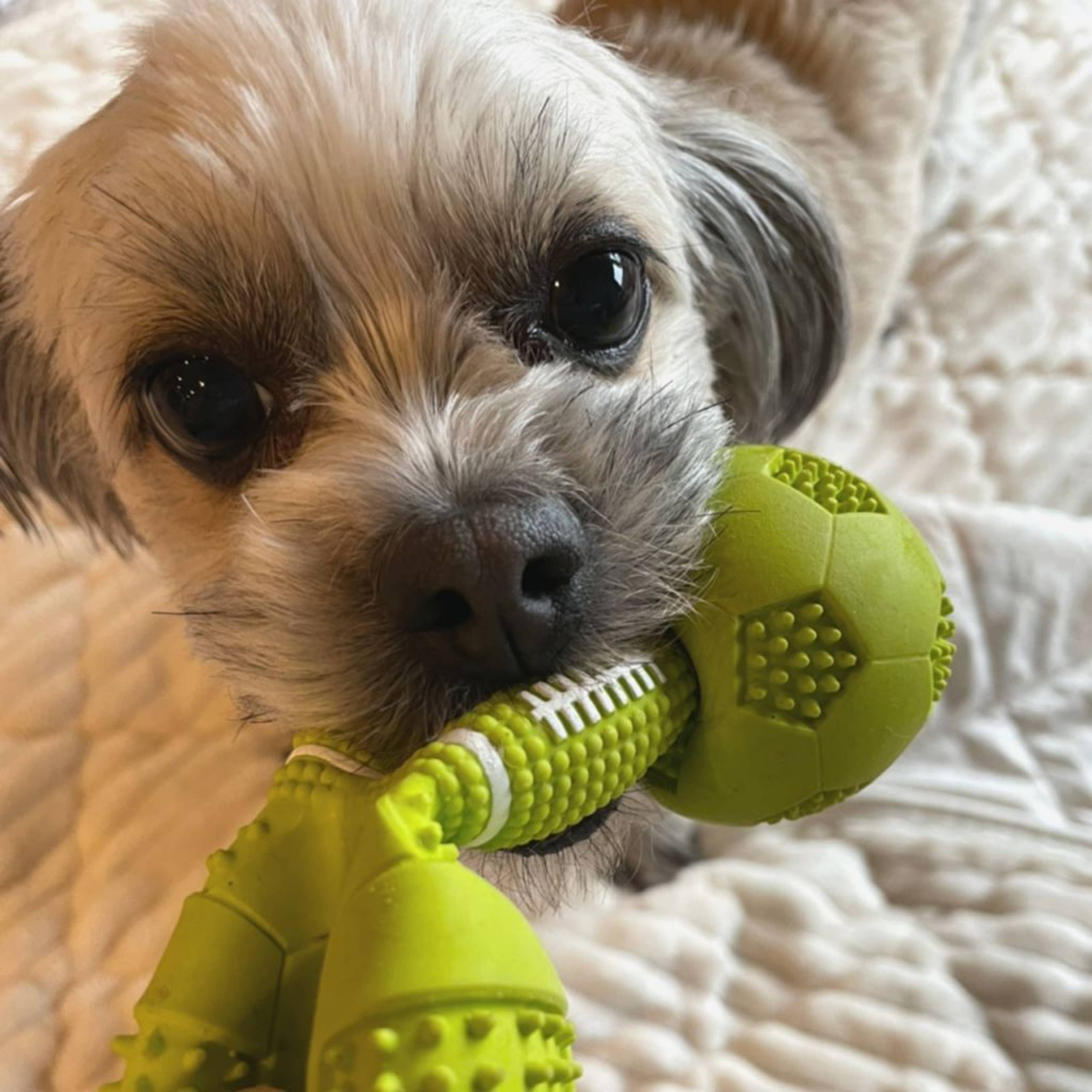 雑種（ミックス犬）・オスの里親募集の写真