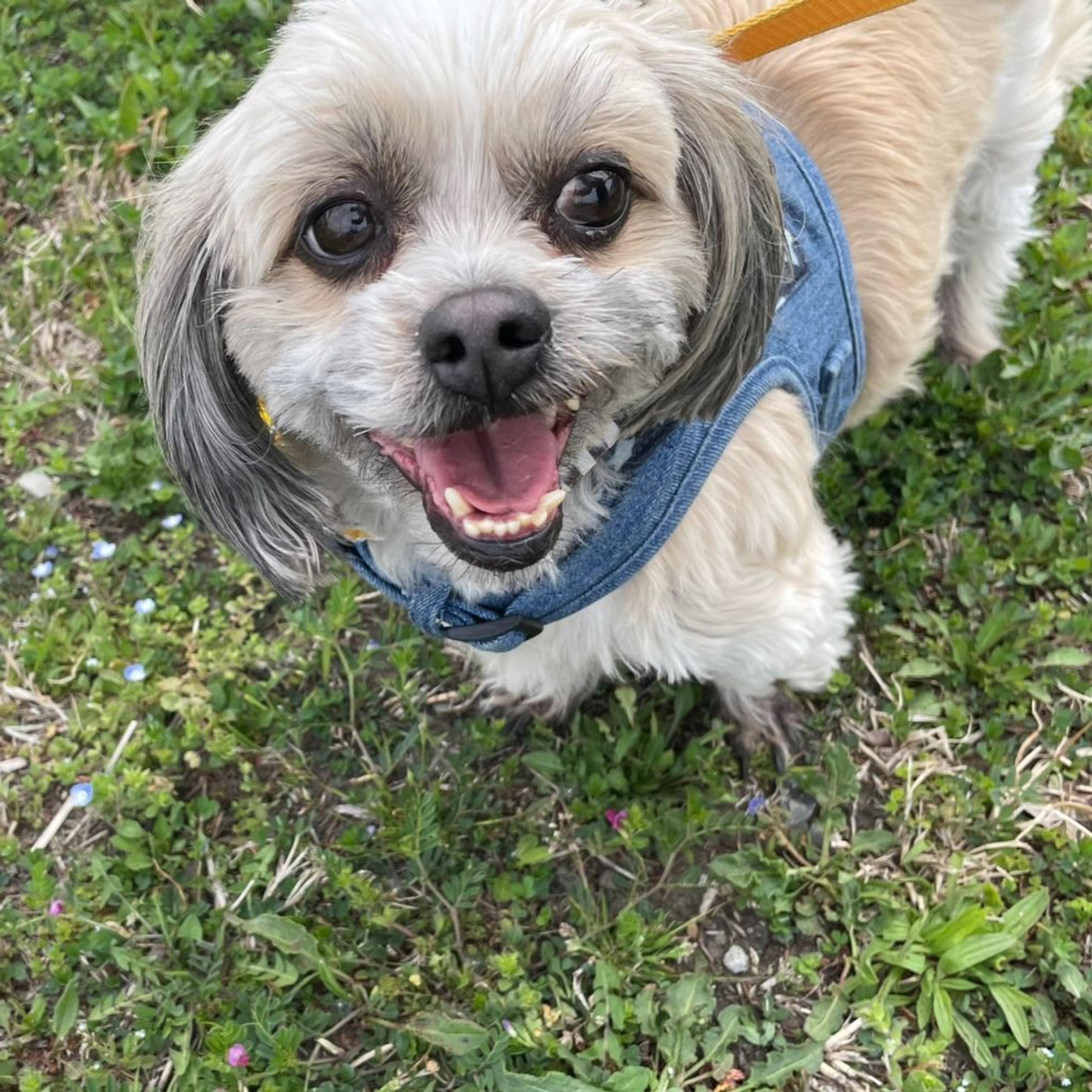 pet-image-3