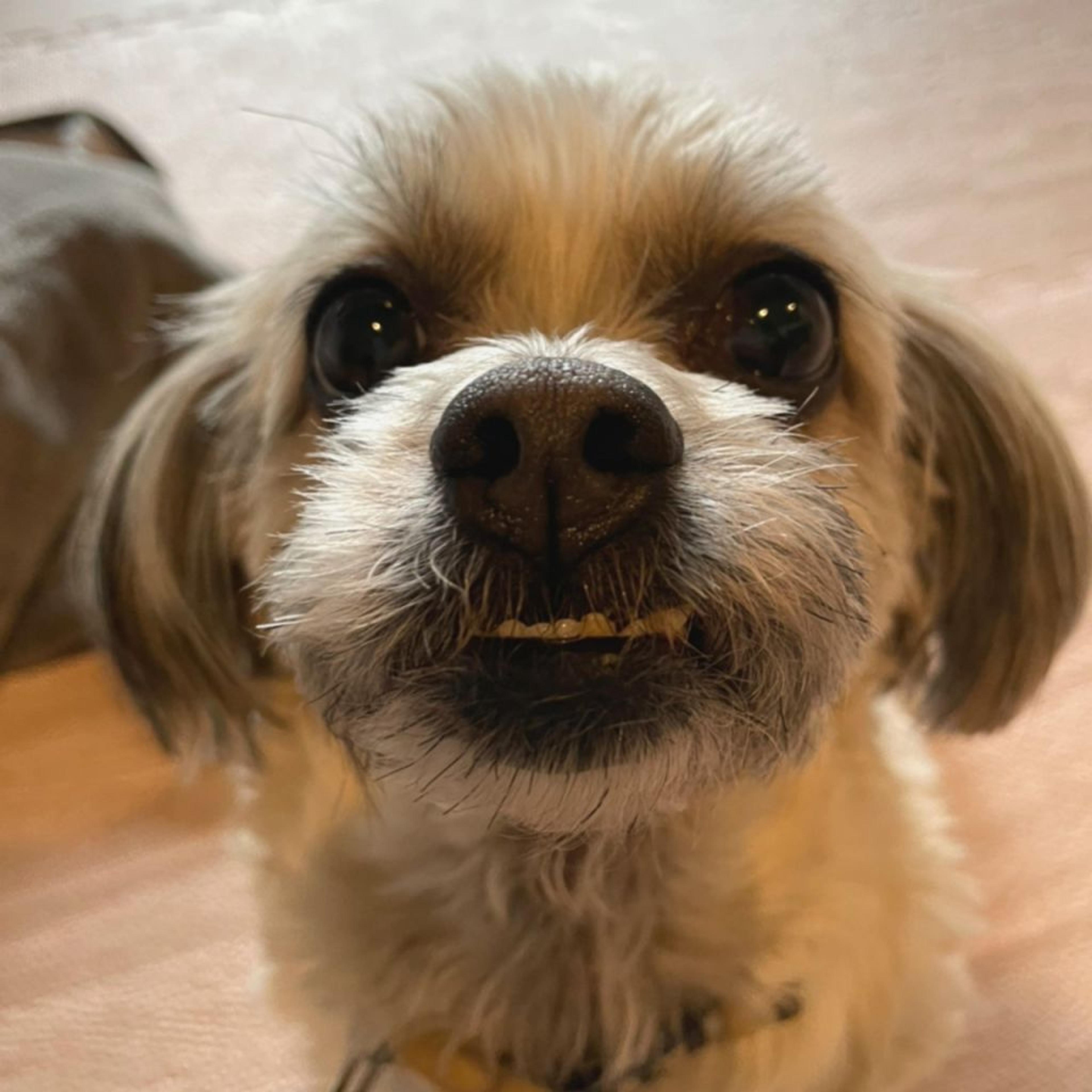 pet-image-4