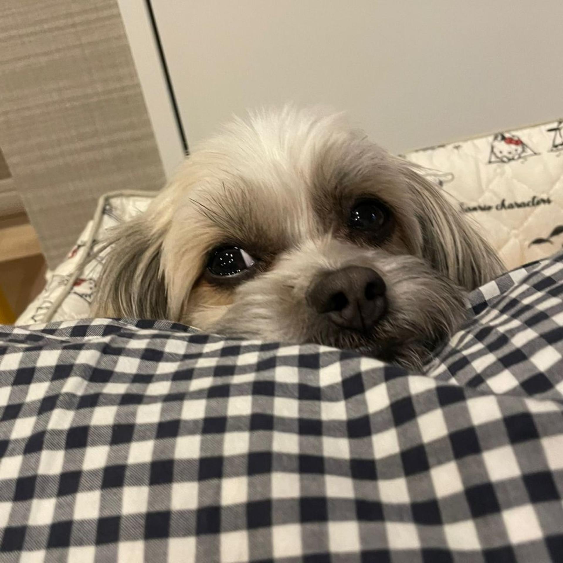 pet-image-5