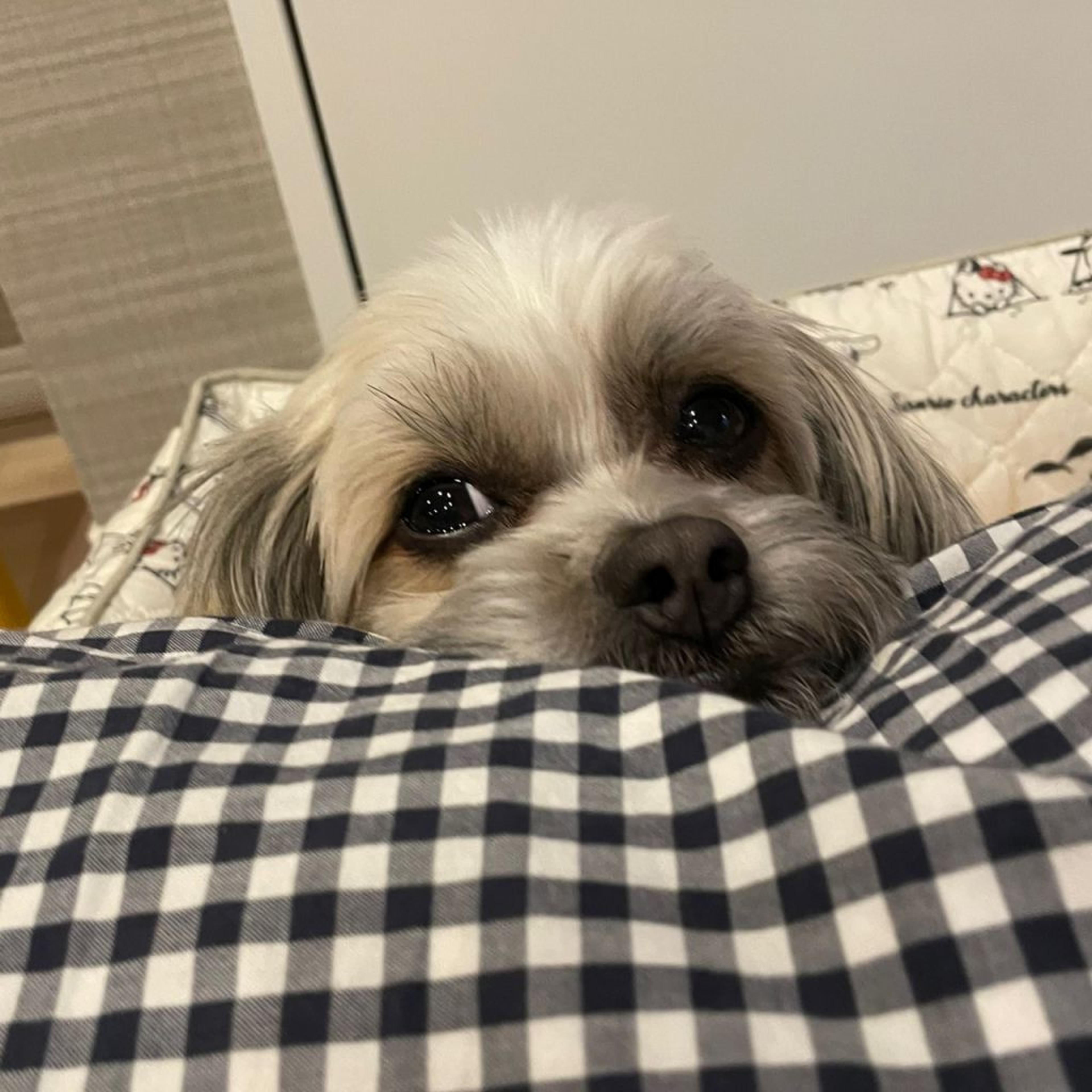 pet-image-5