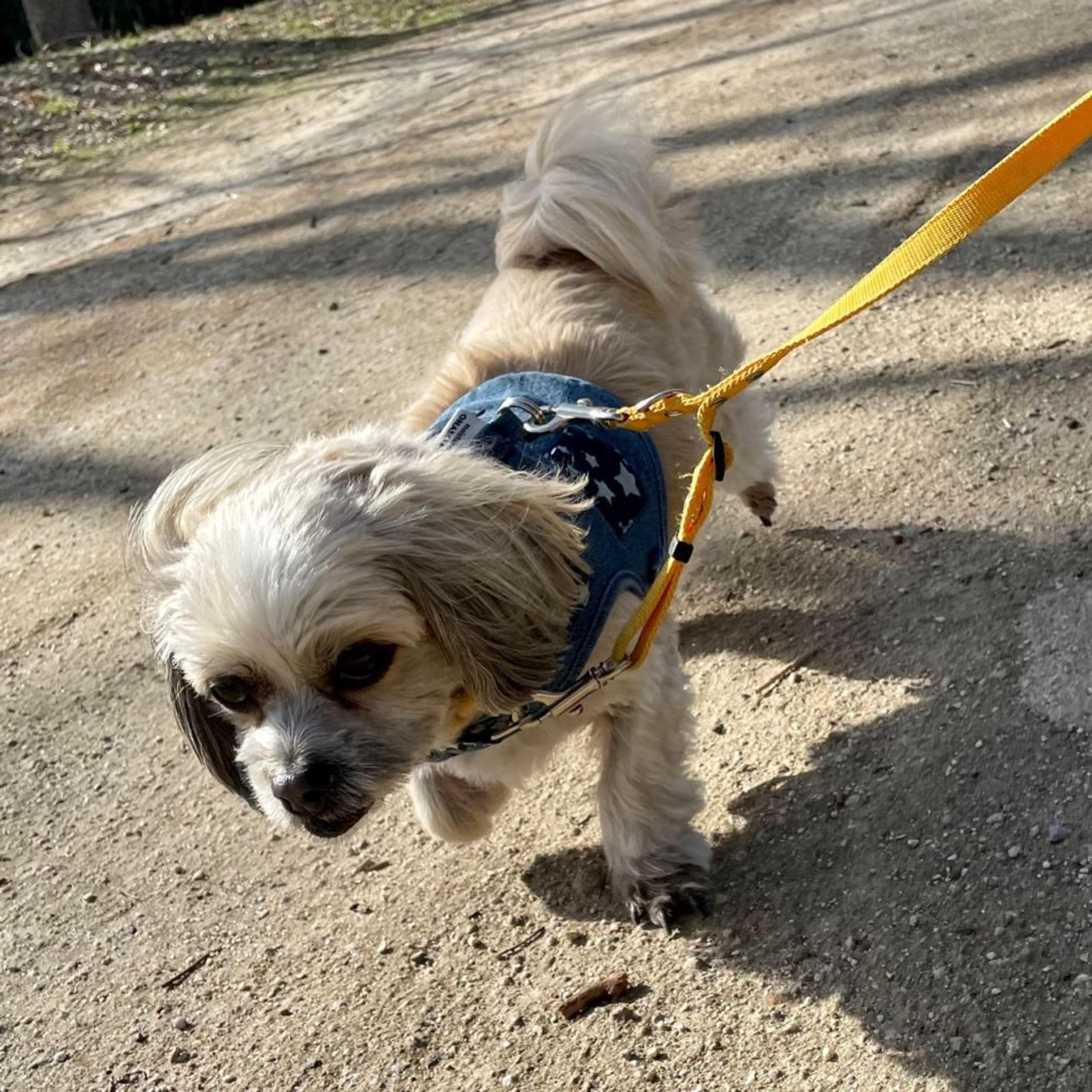 pet-image-6