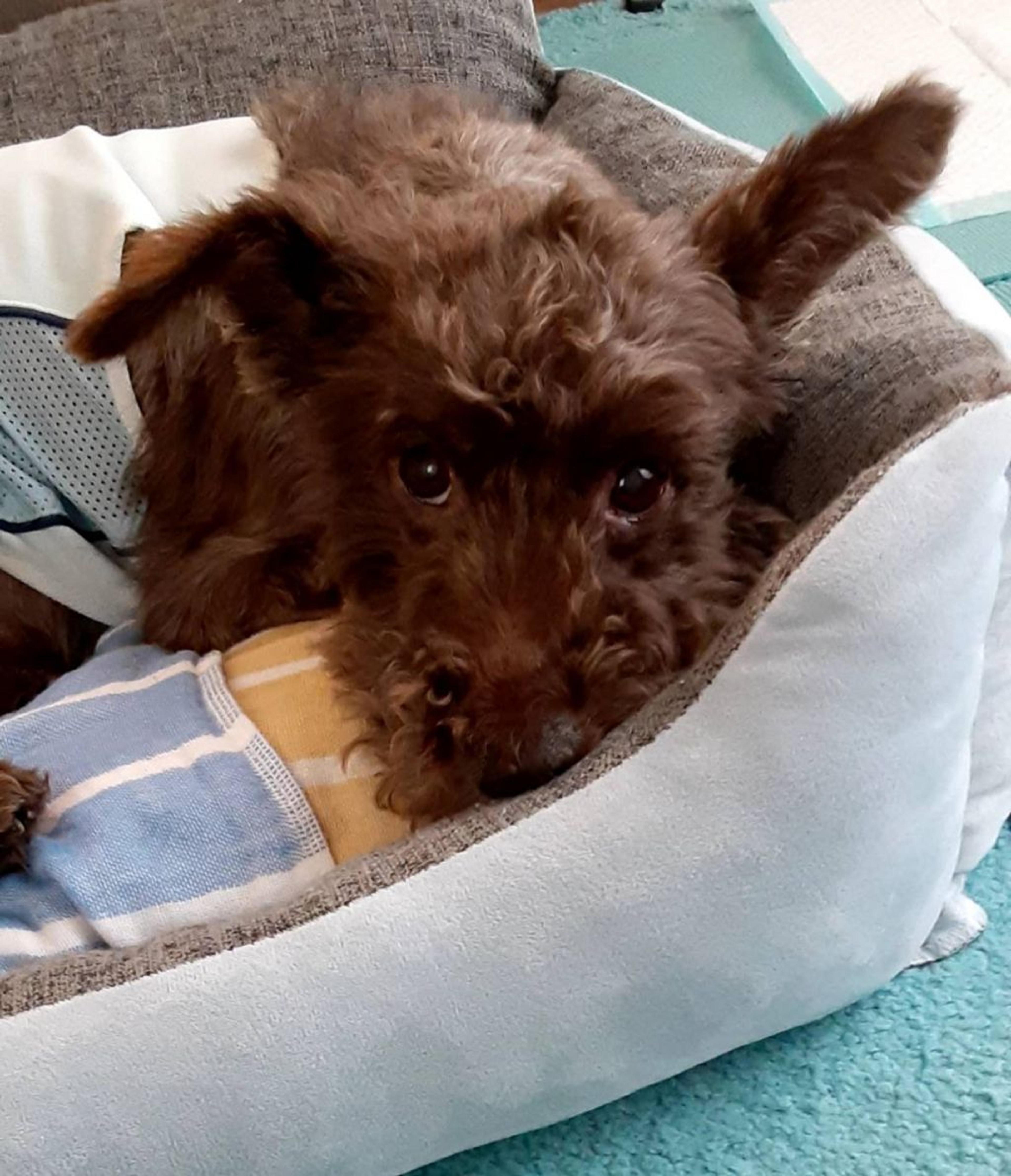 pet-image-2
