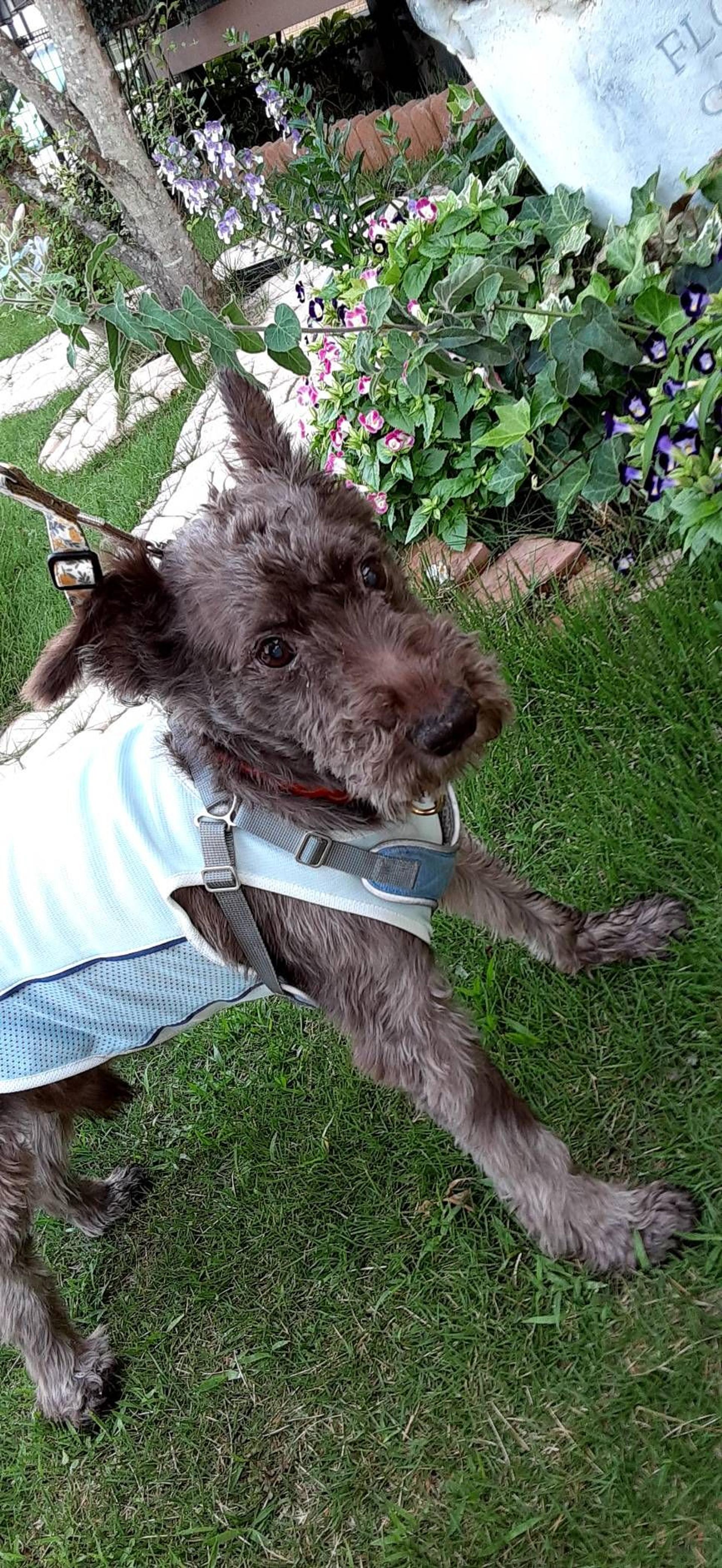 pet-image-3