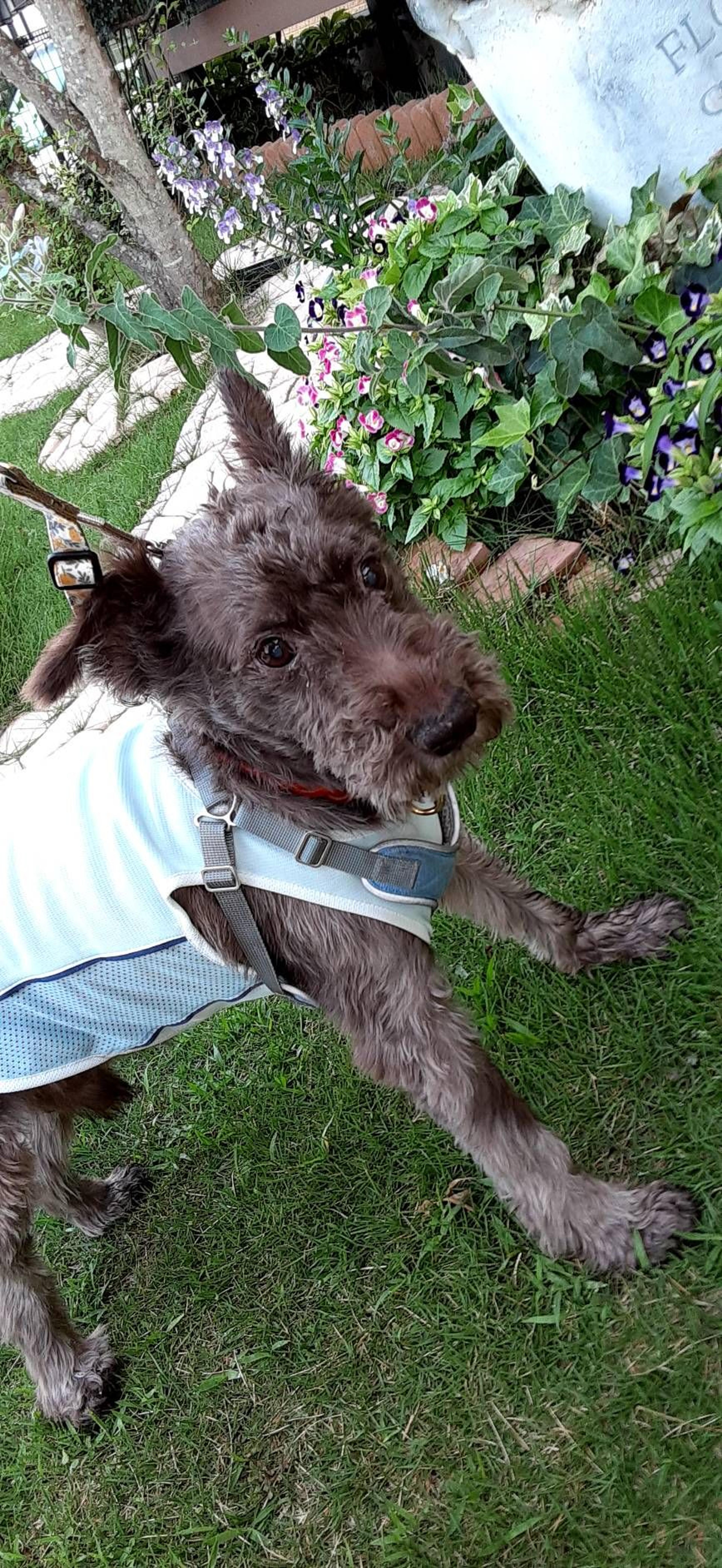 pet-image-3