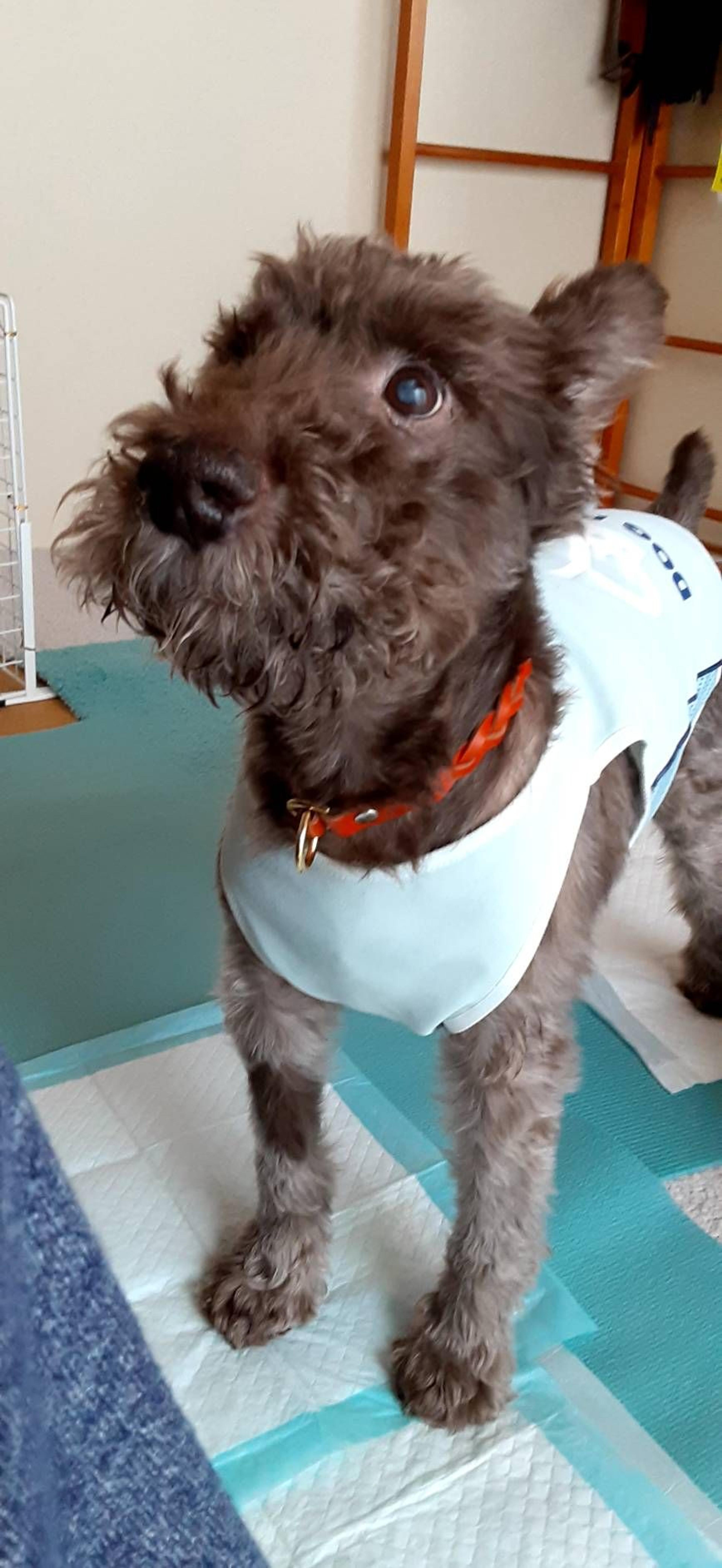 pet-image-4