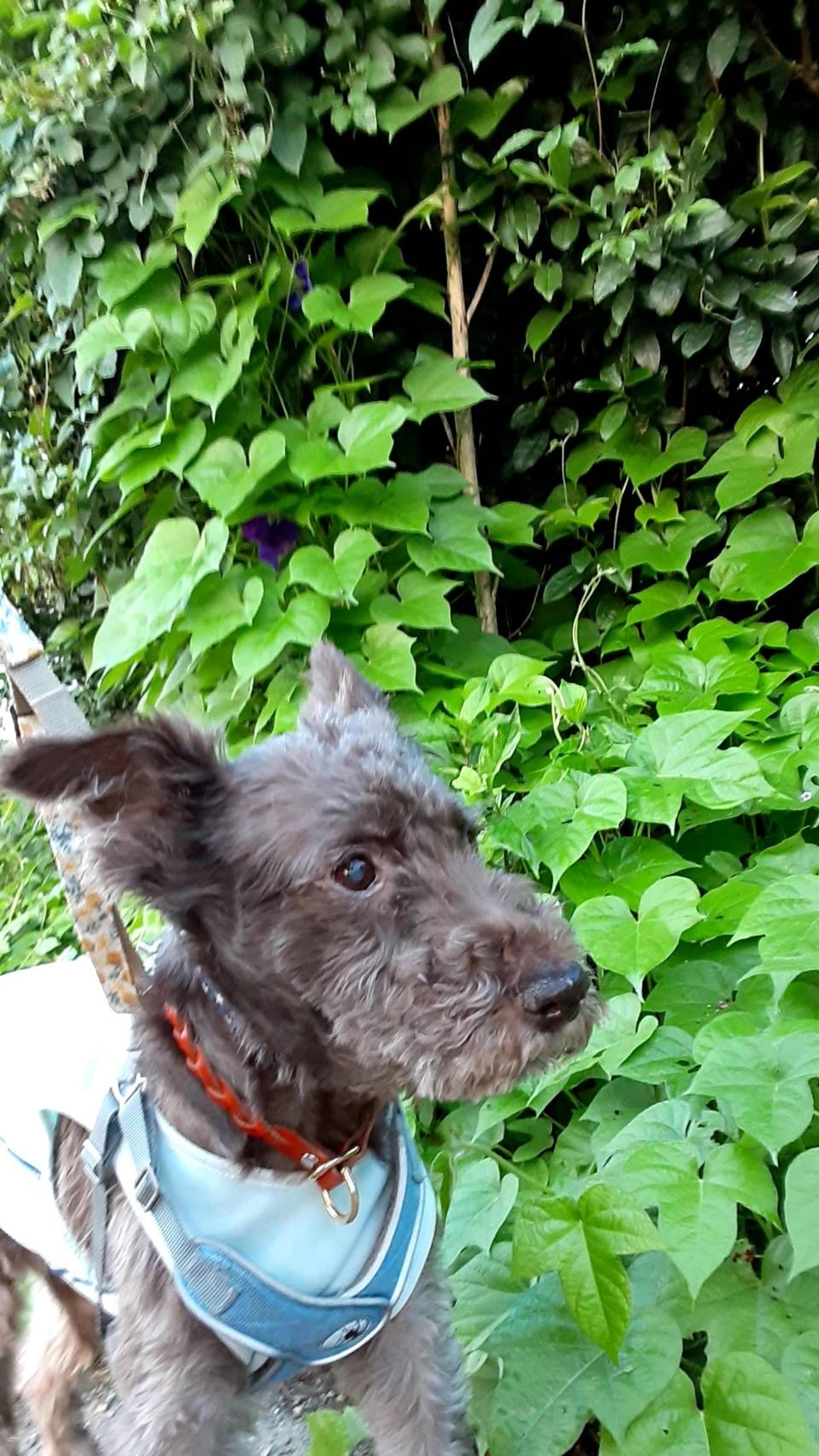 pet-image-7