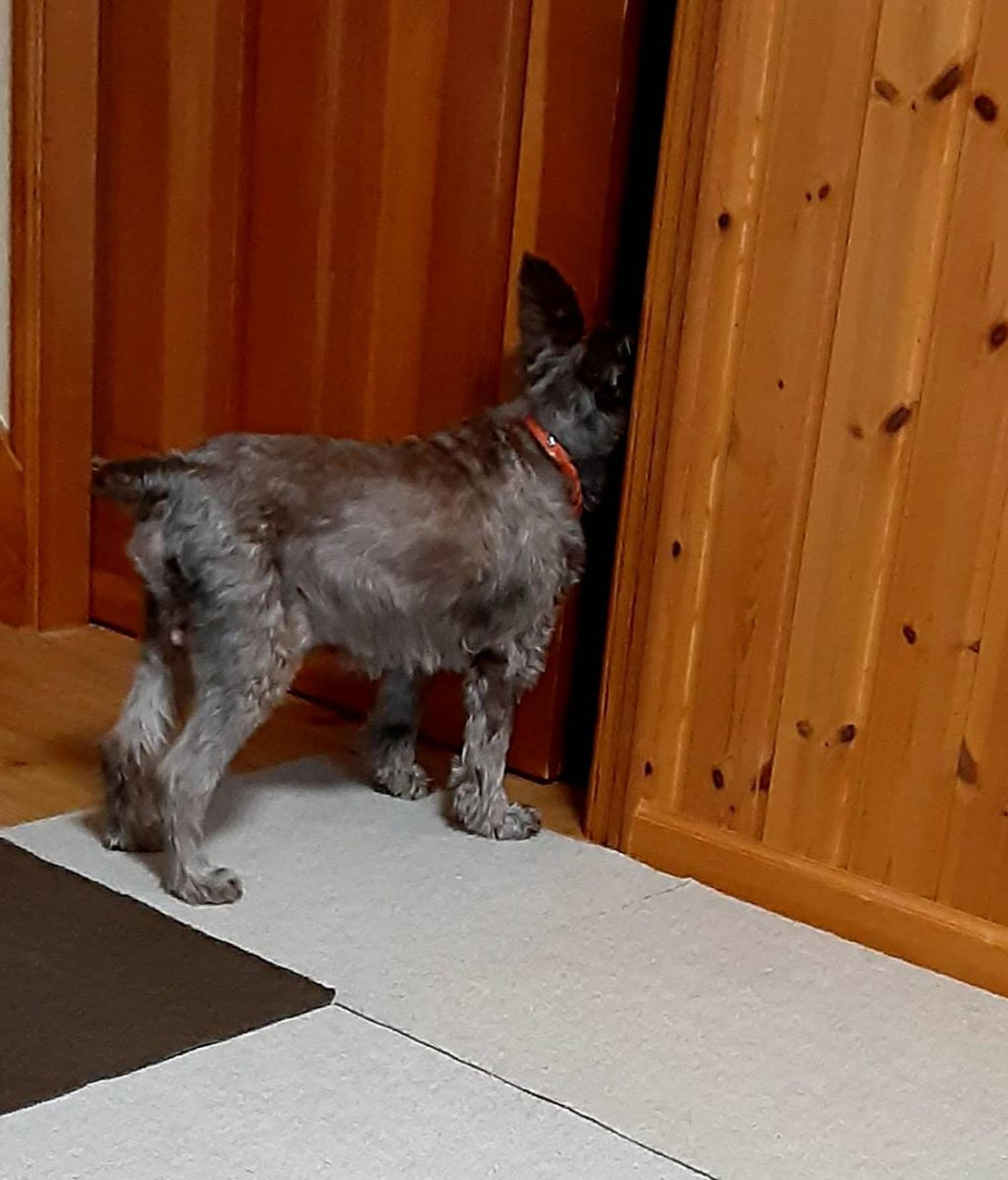 pet-image-9