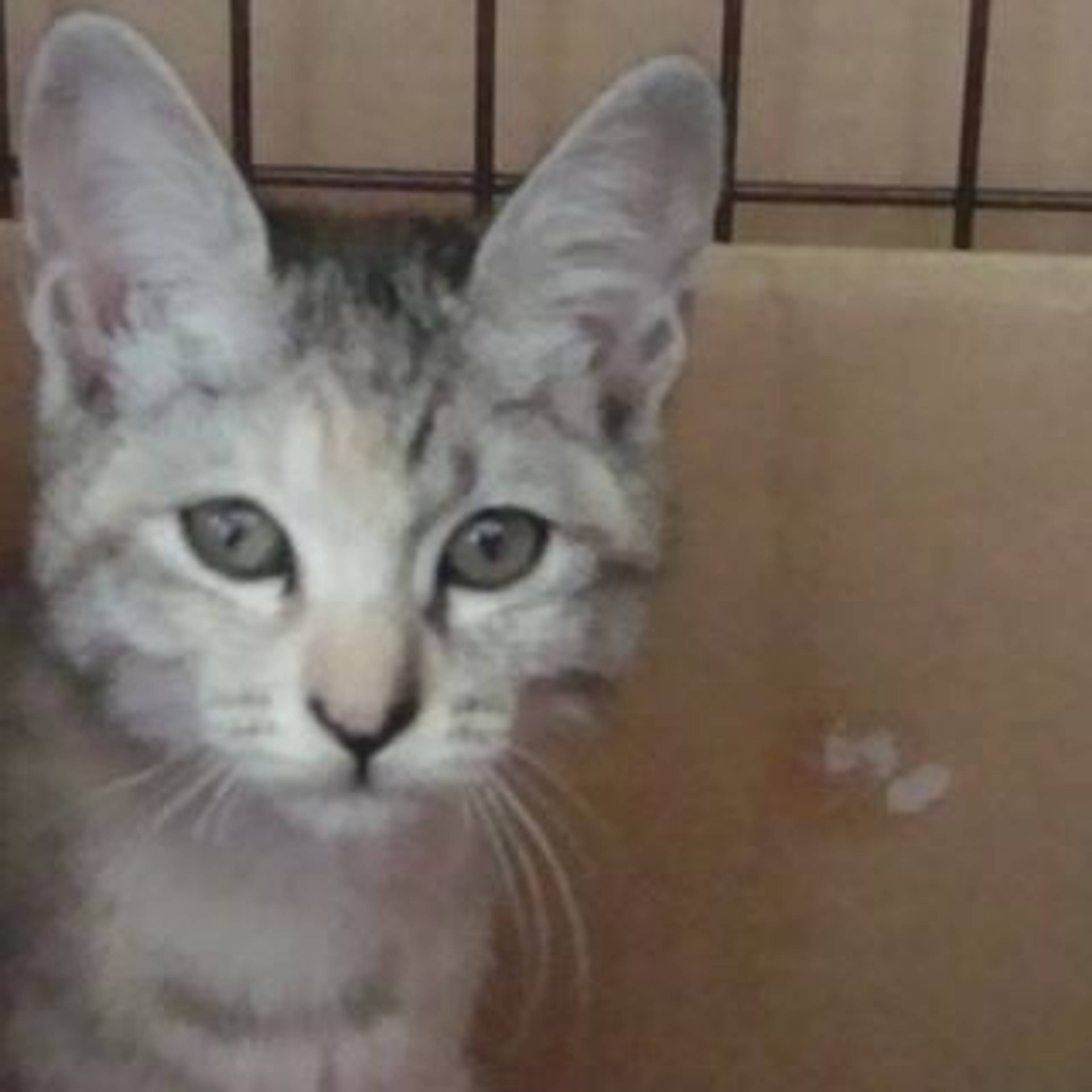 雑種（ミックス猫）・メスの里親募集の写真