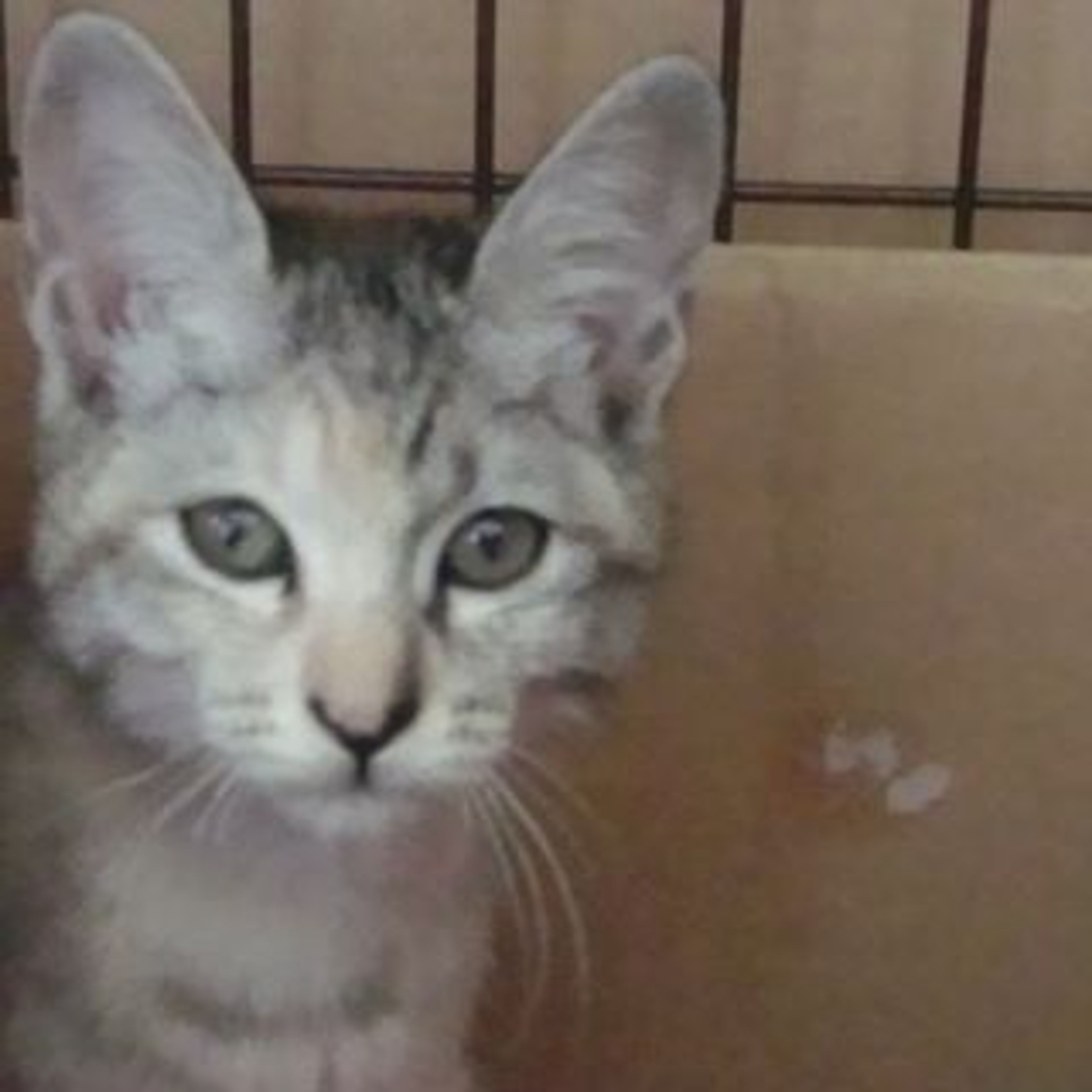 雑種（ミックス猫）・メスの里親募集の写真