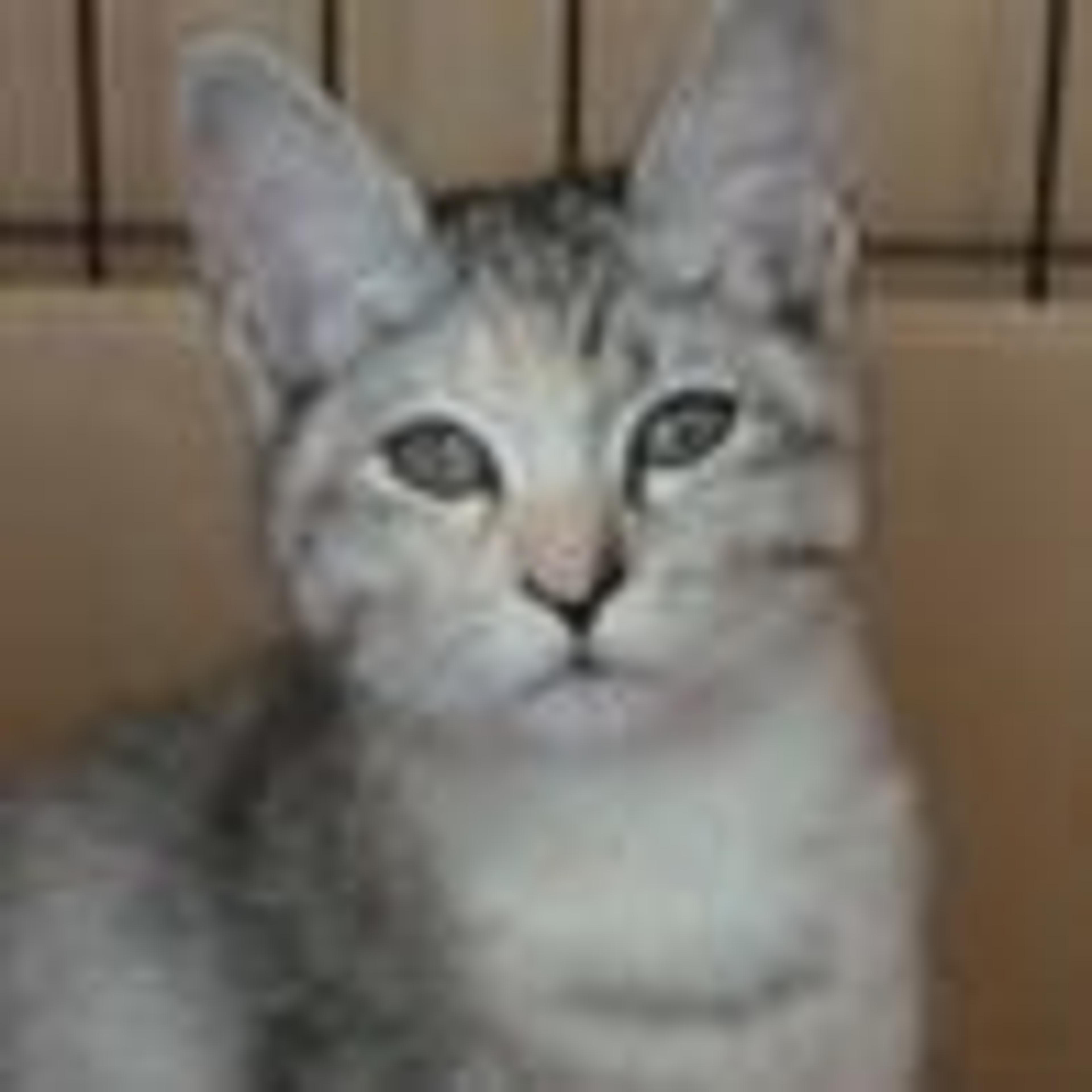 pet-image-2