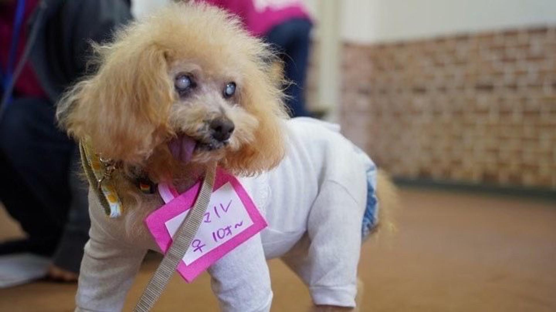 pet-image-3