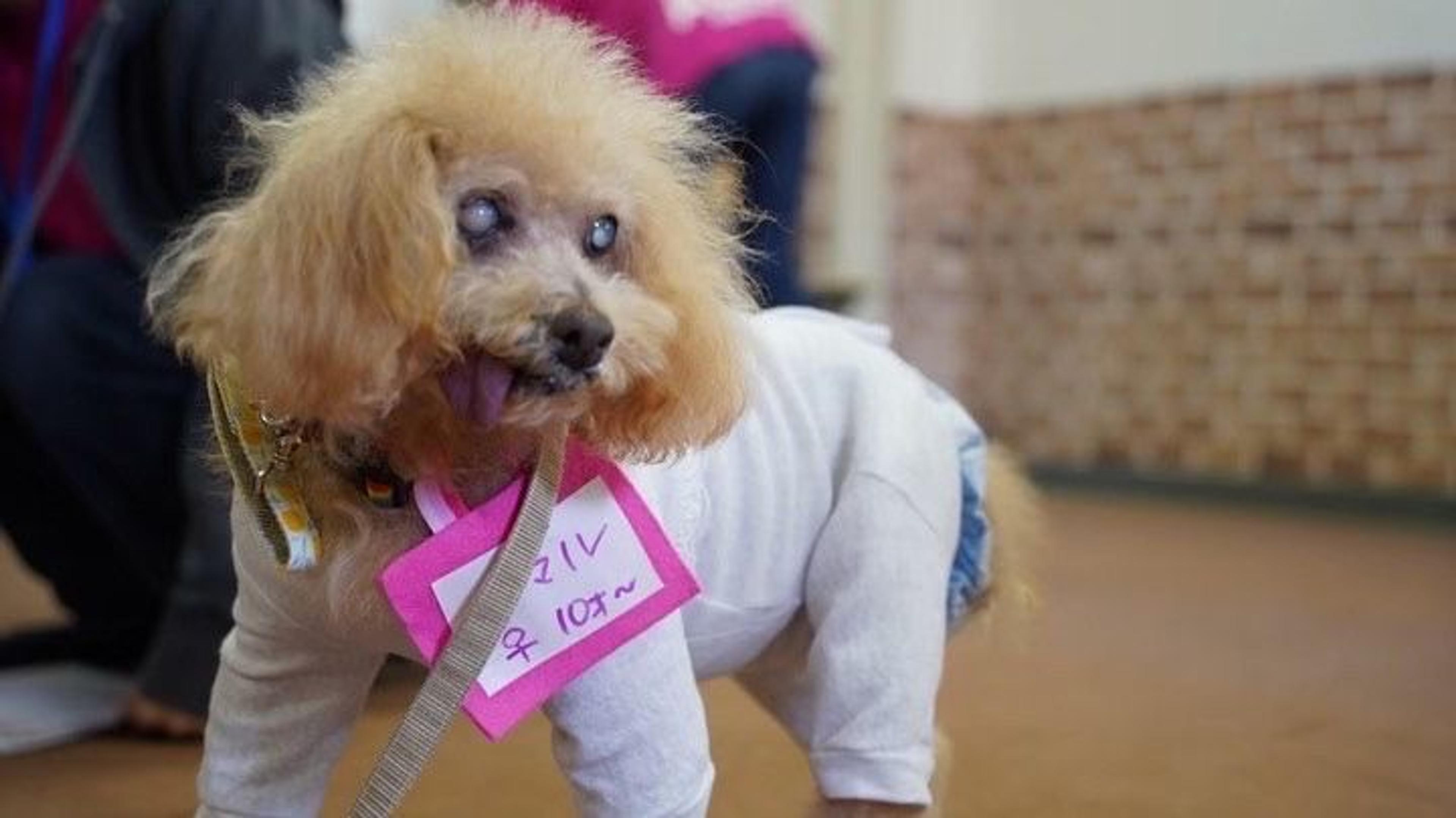 pet-image-3