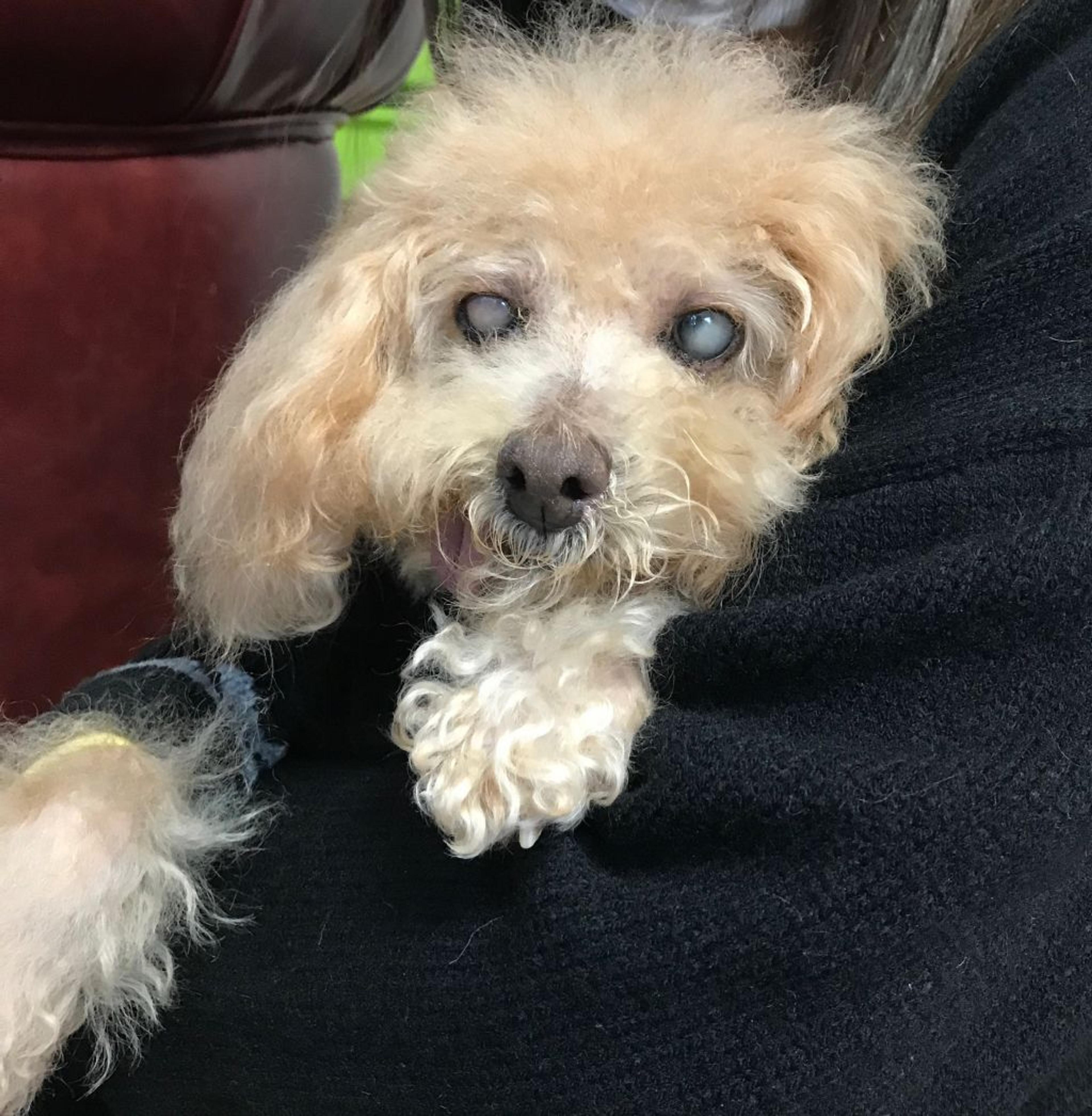 pet-image-4
