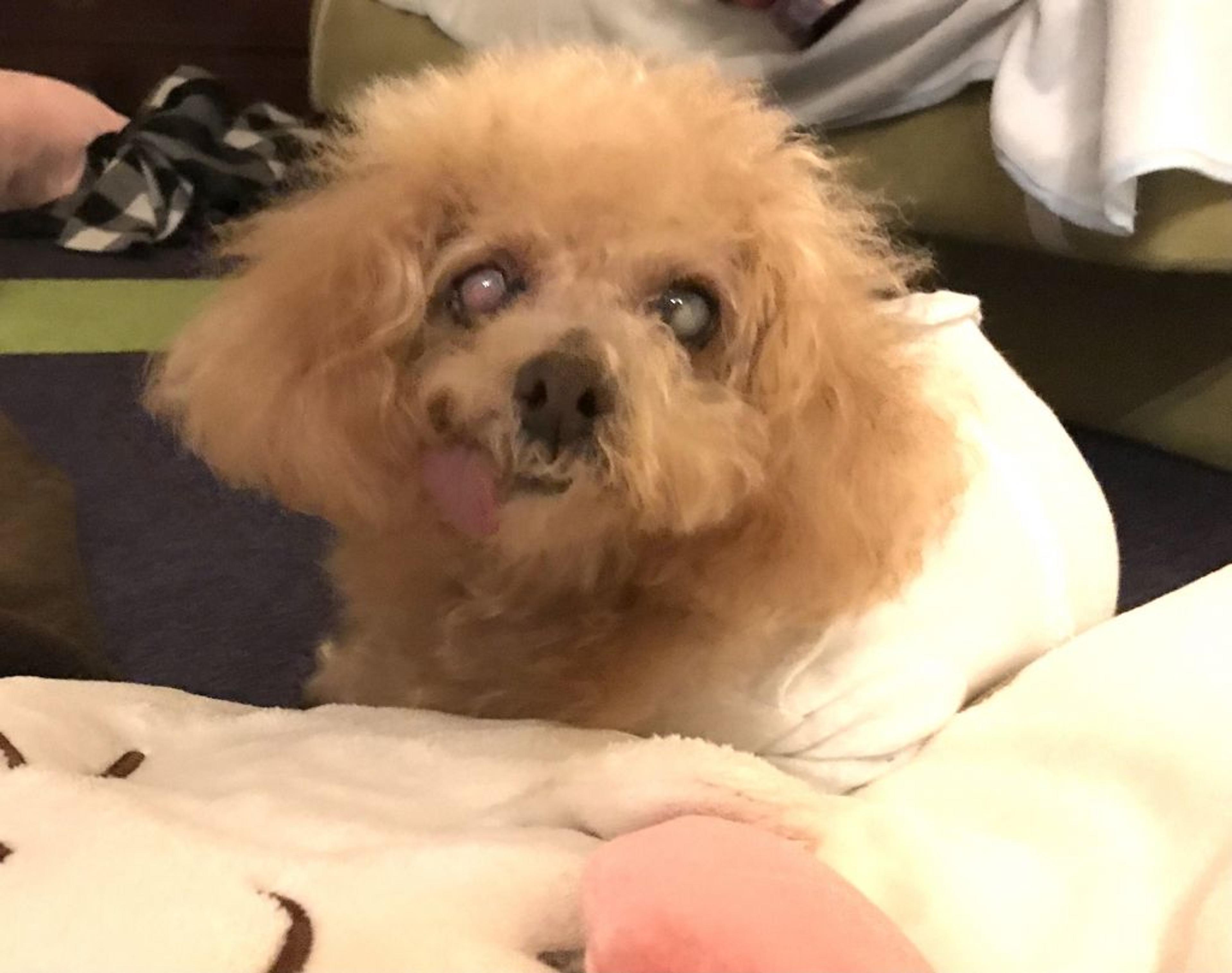 pet-image-5