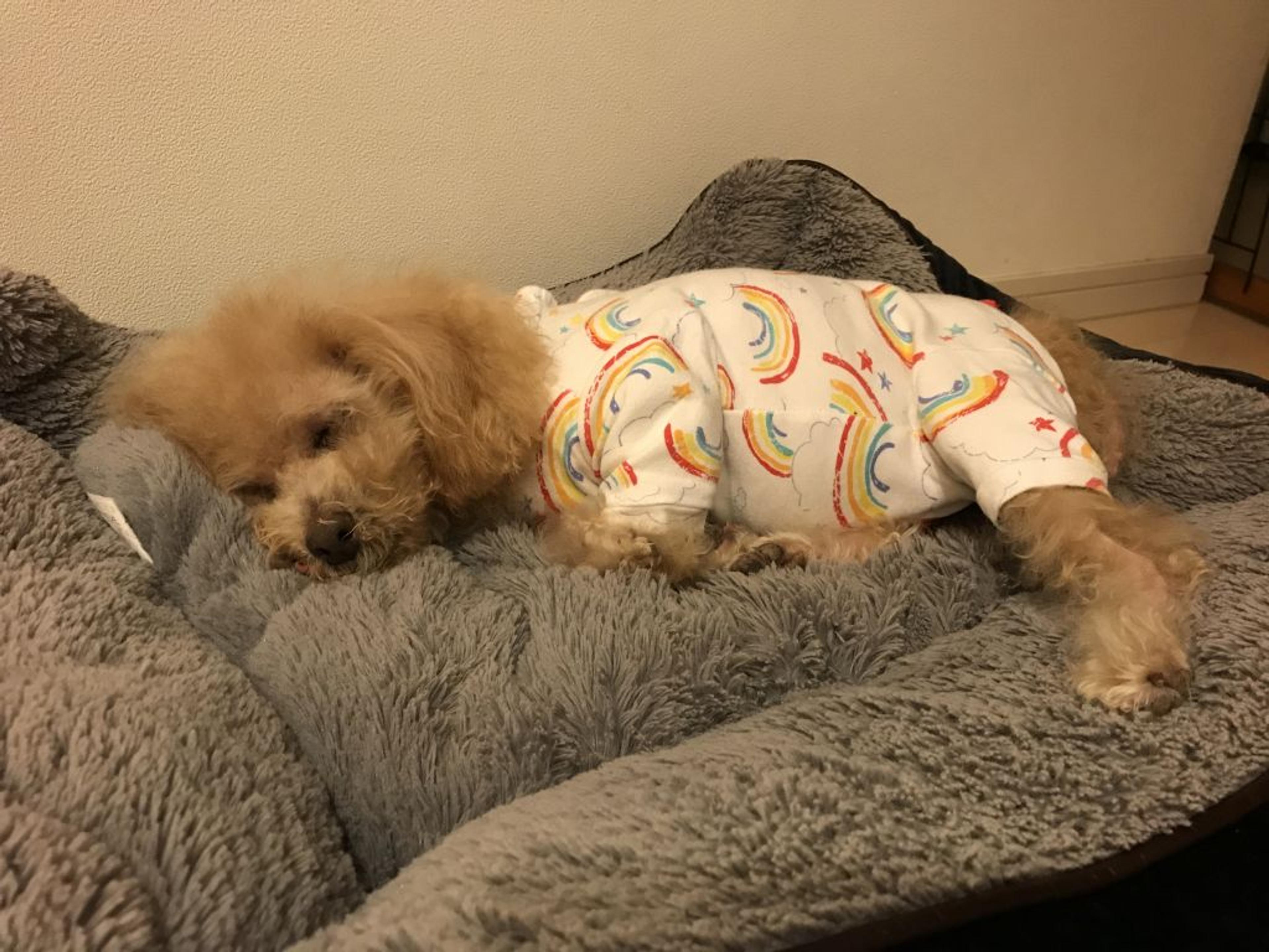 pet-image-6