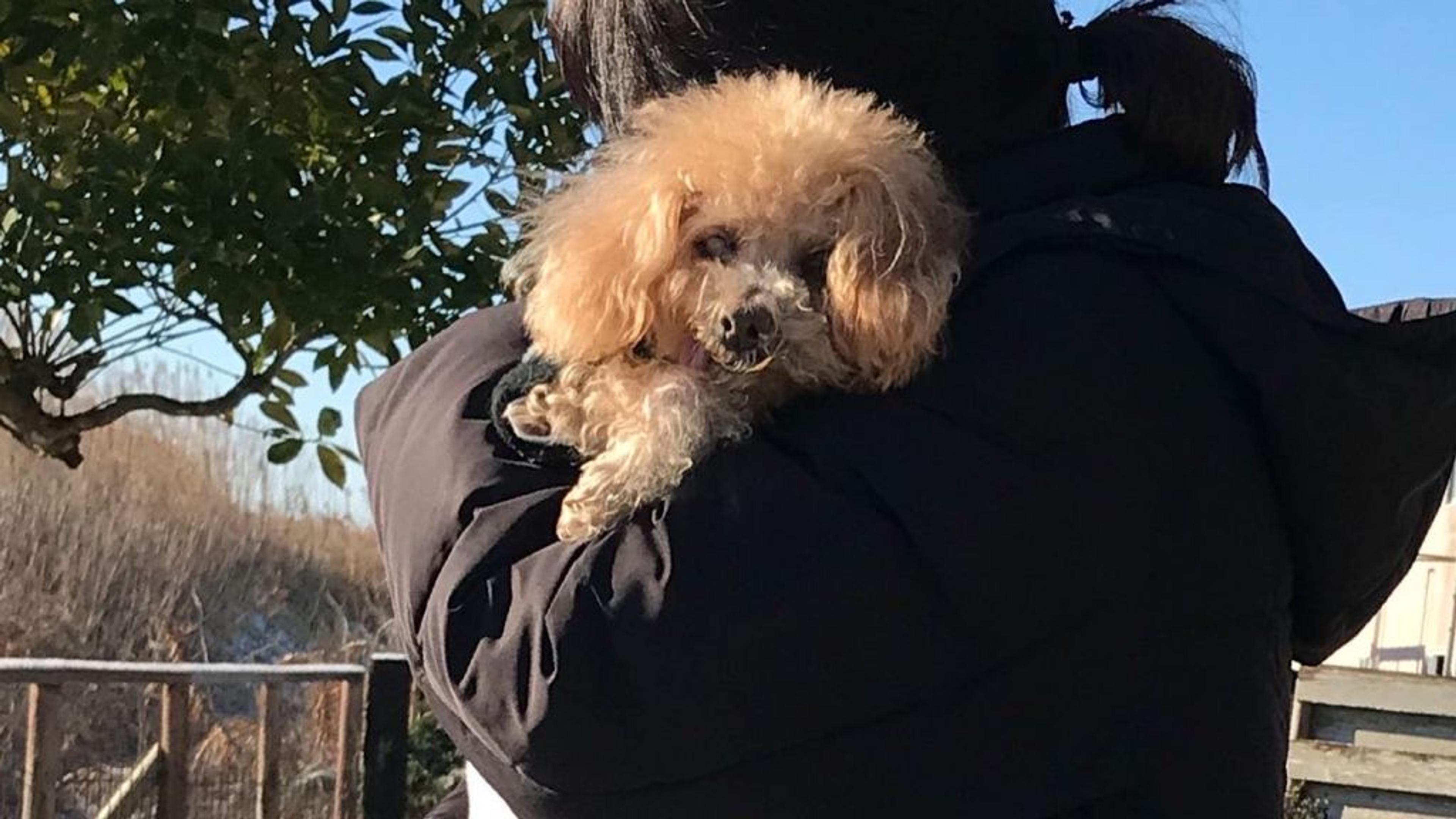 pet-image-7