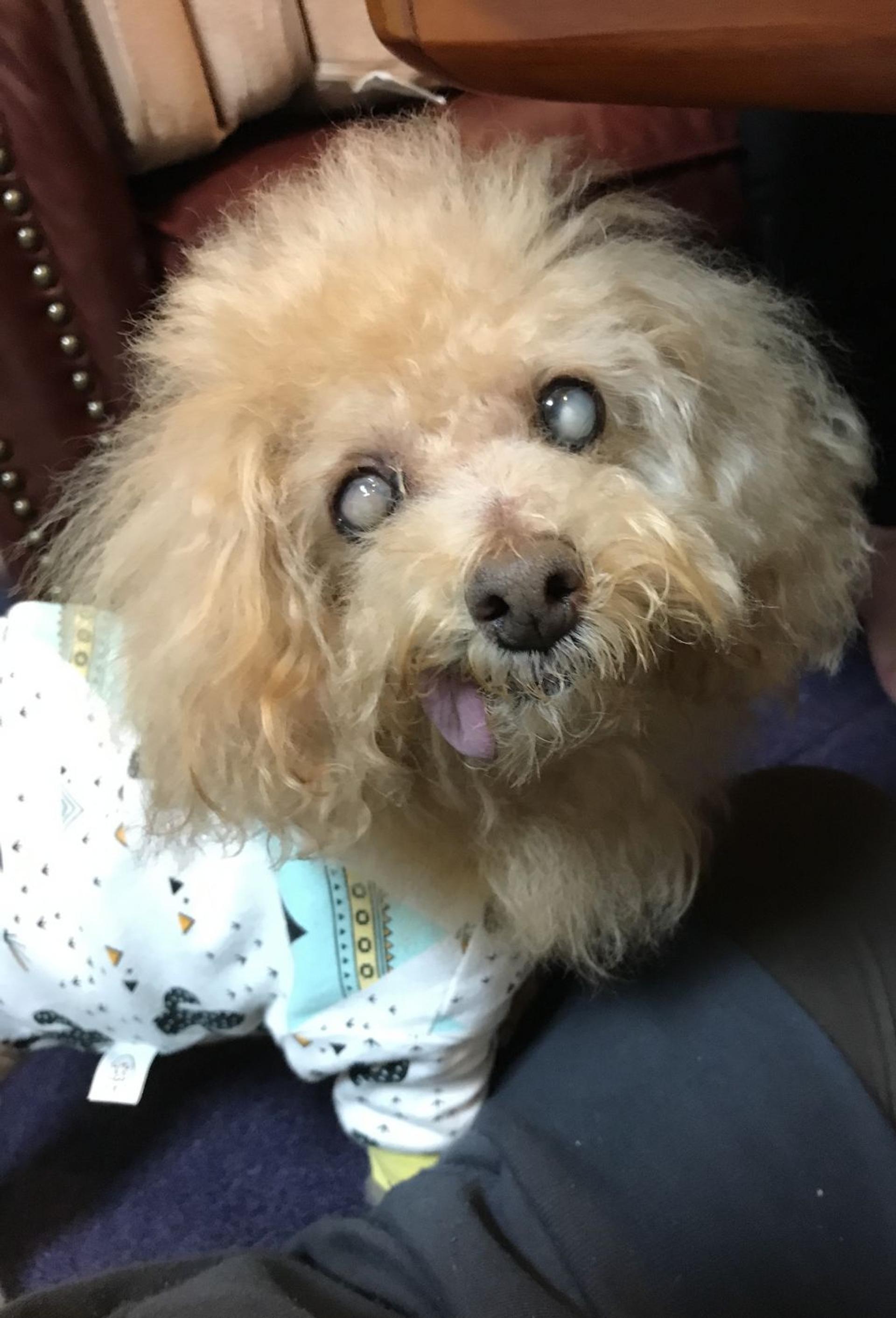 pet-image-8