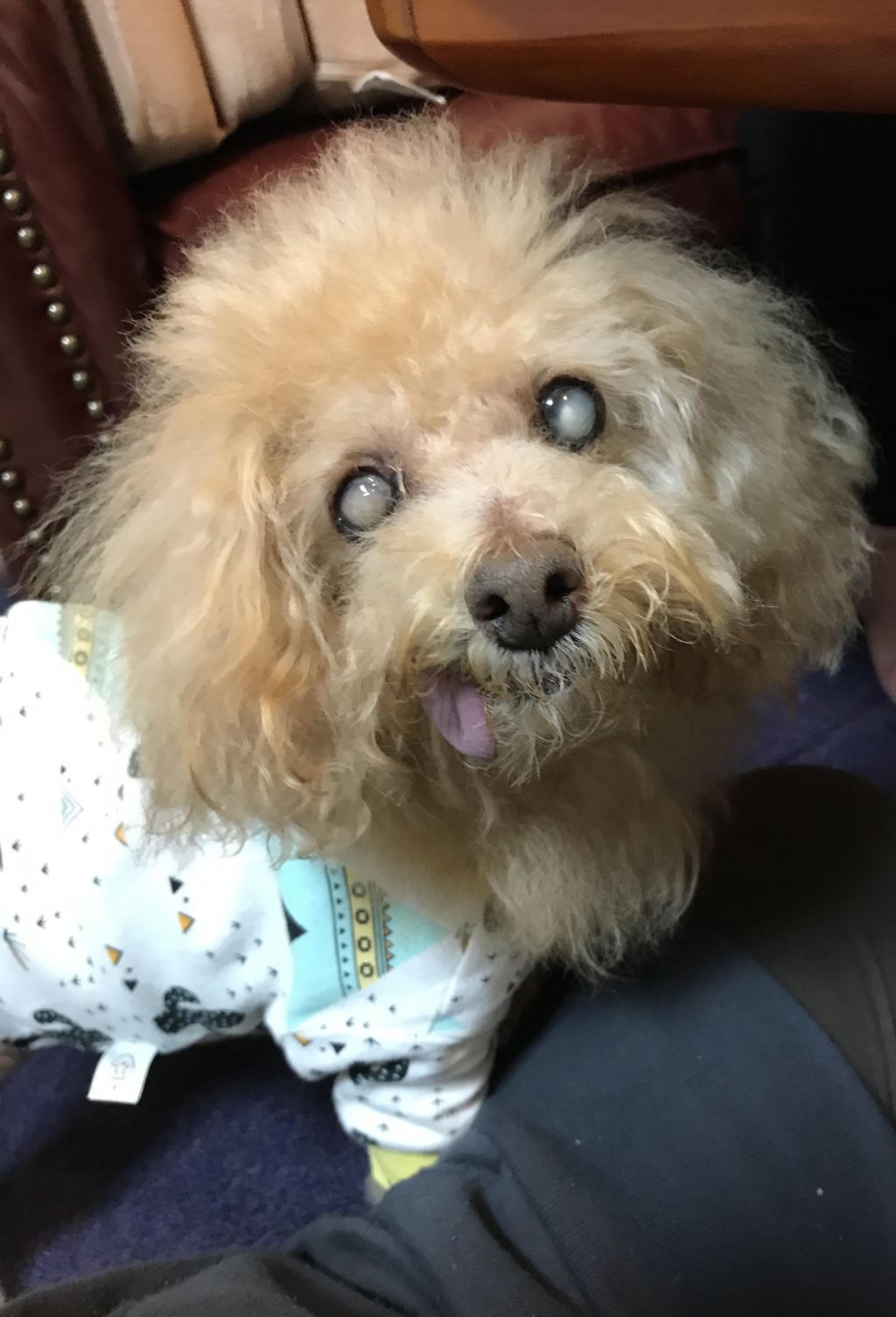 pet-image-8