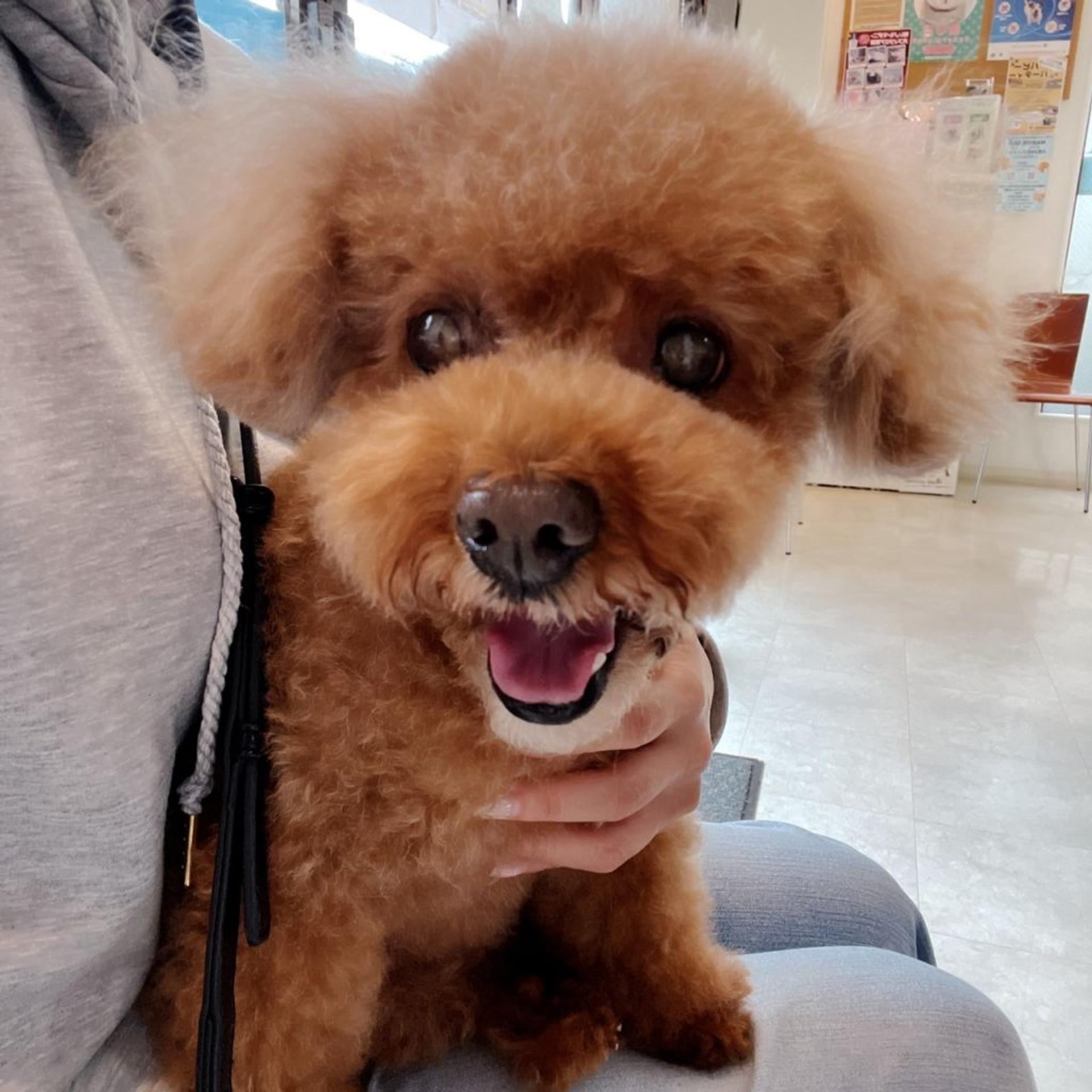 pet-image-2
