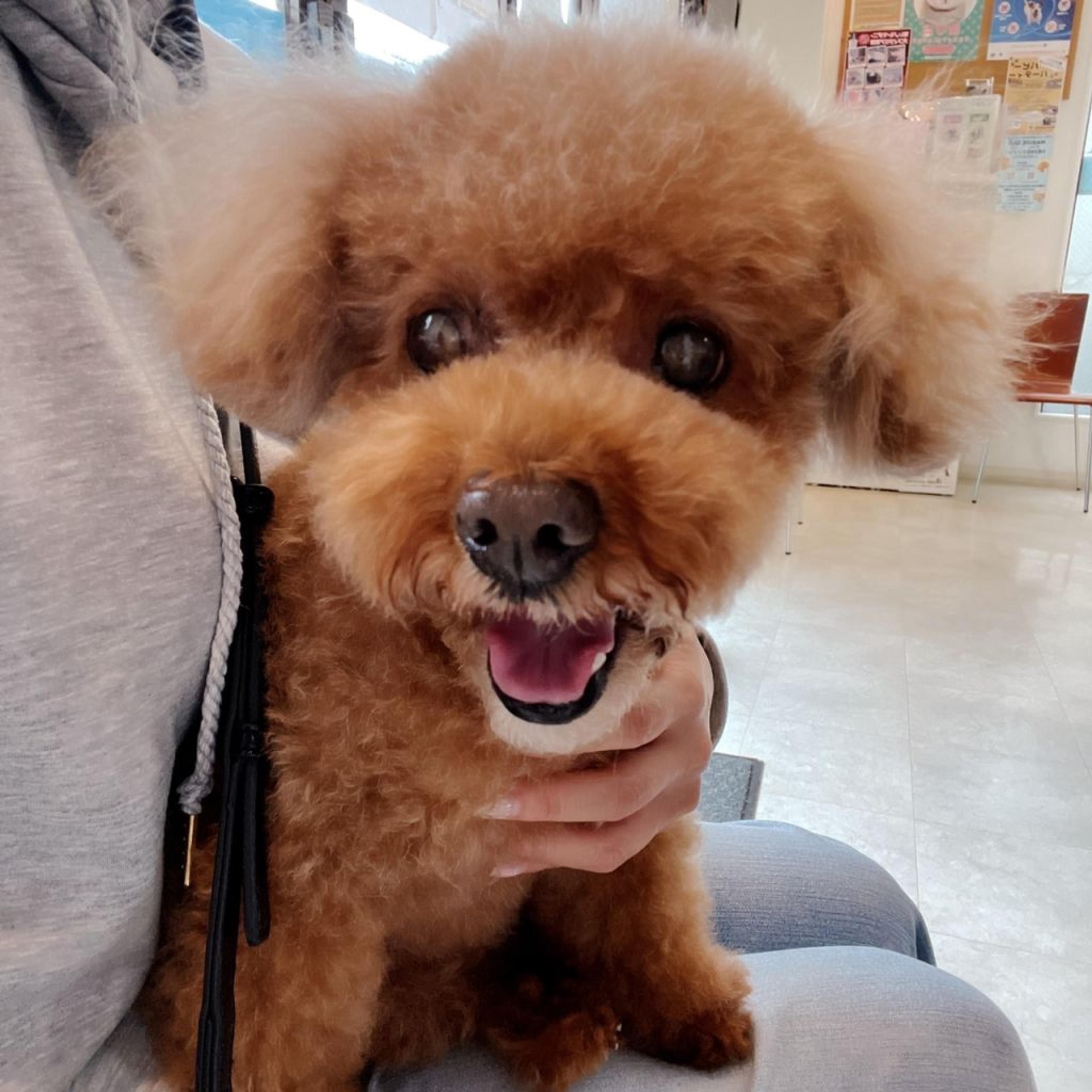 pet-image-2