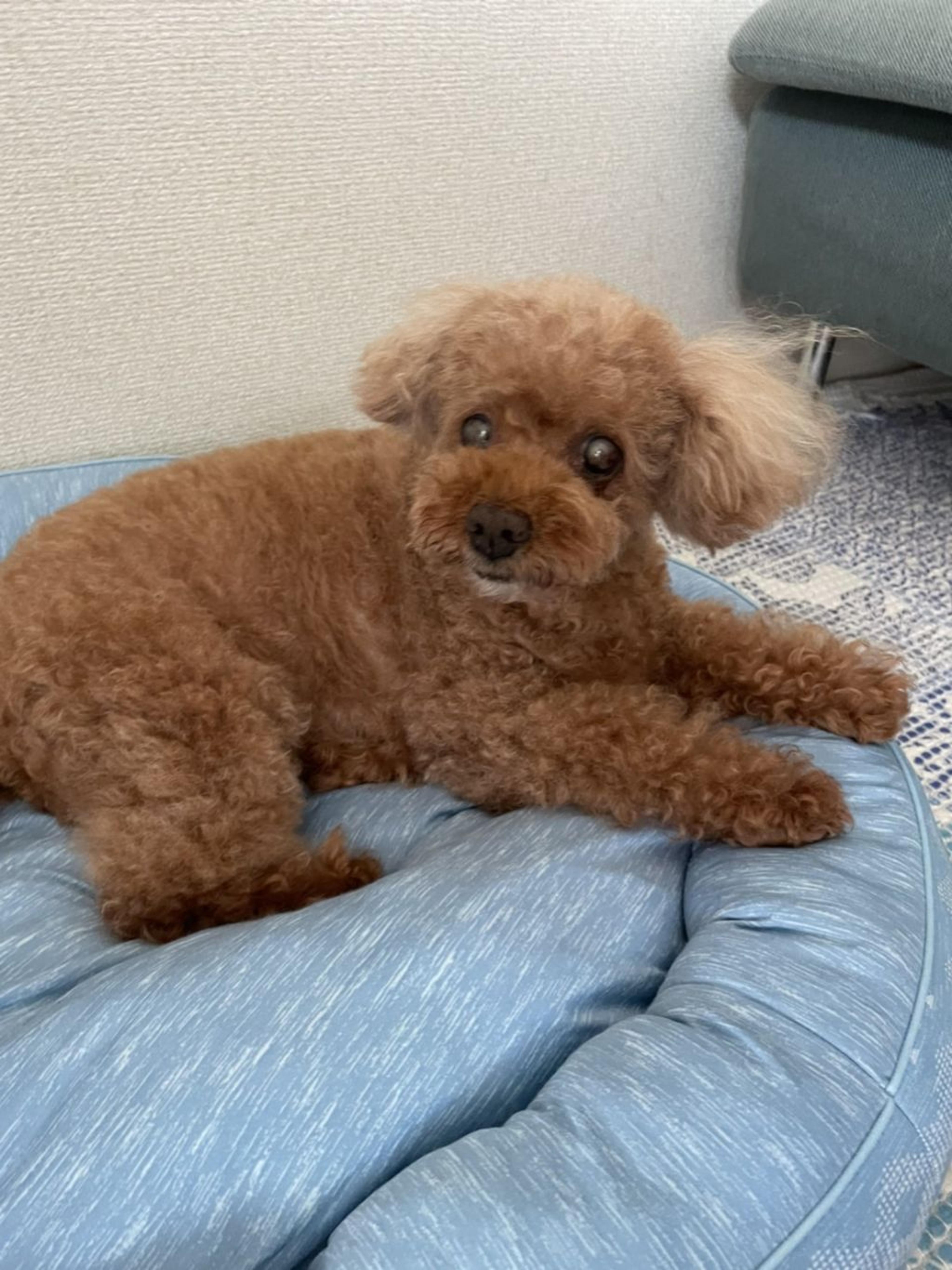 pet-image-3