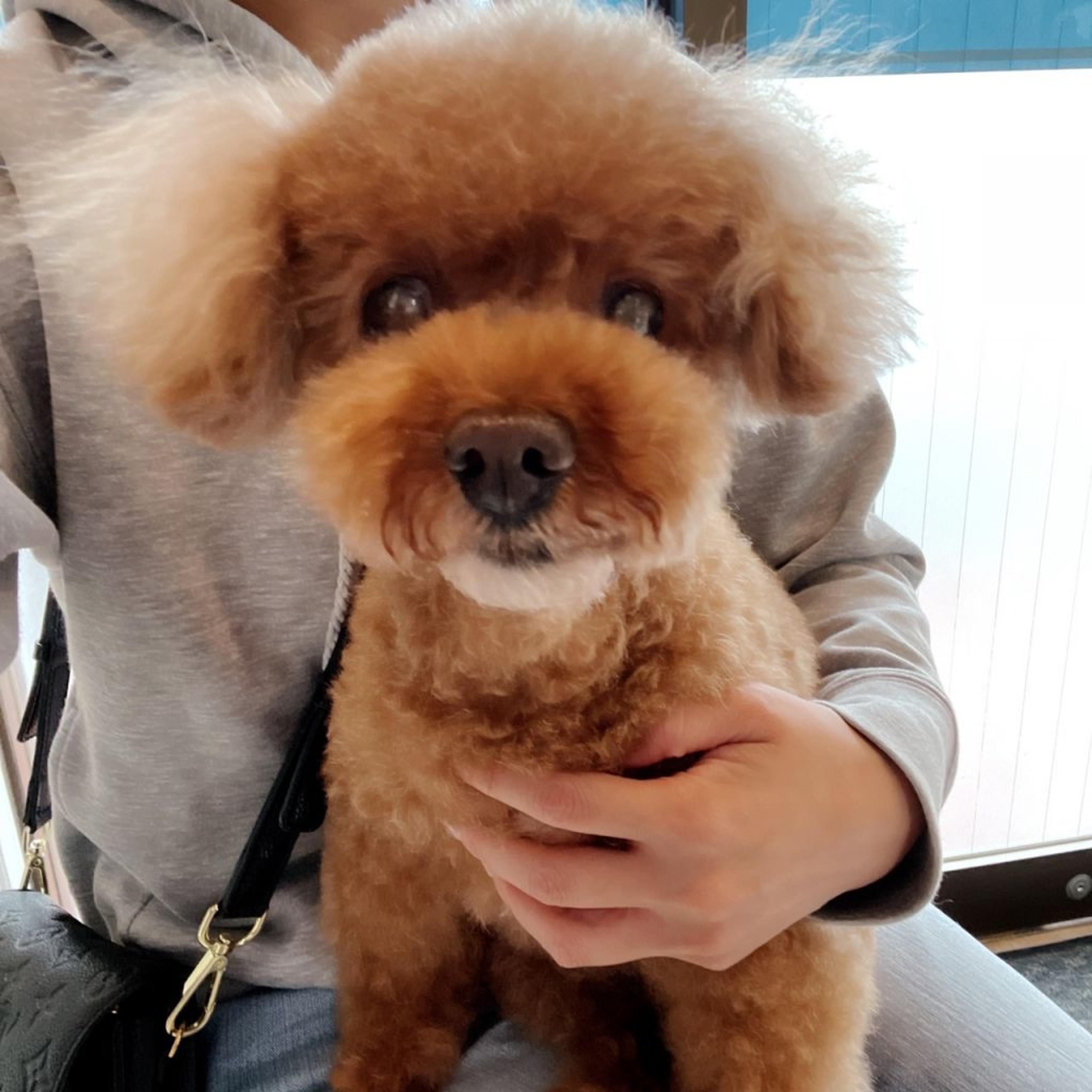 pet-image-4