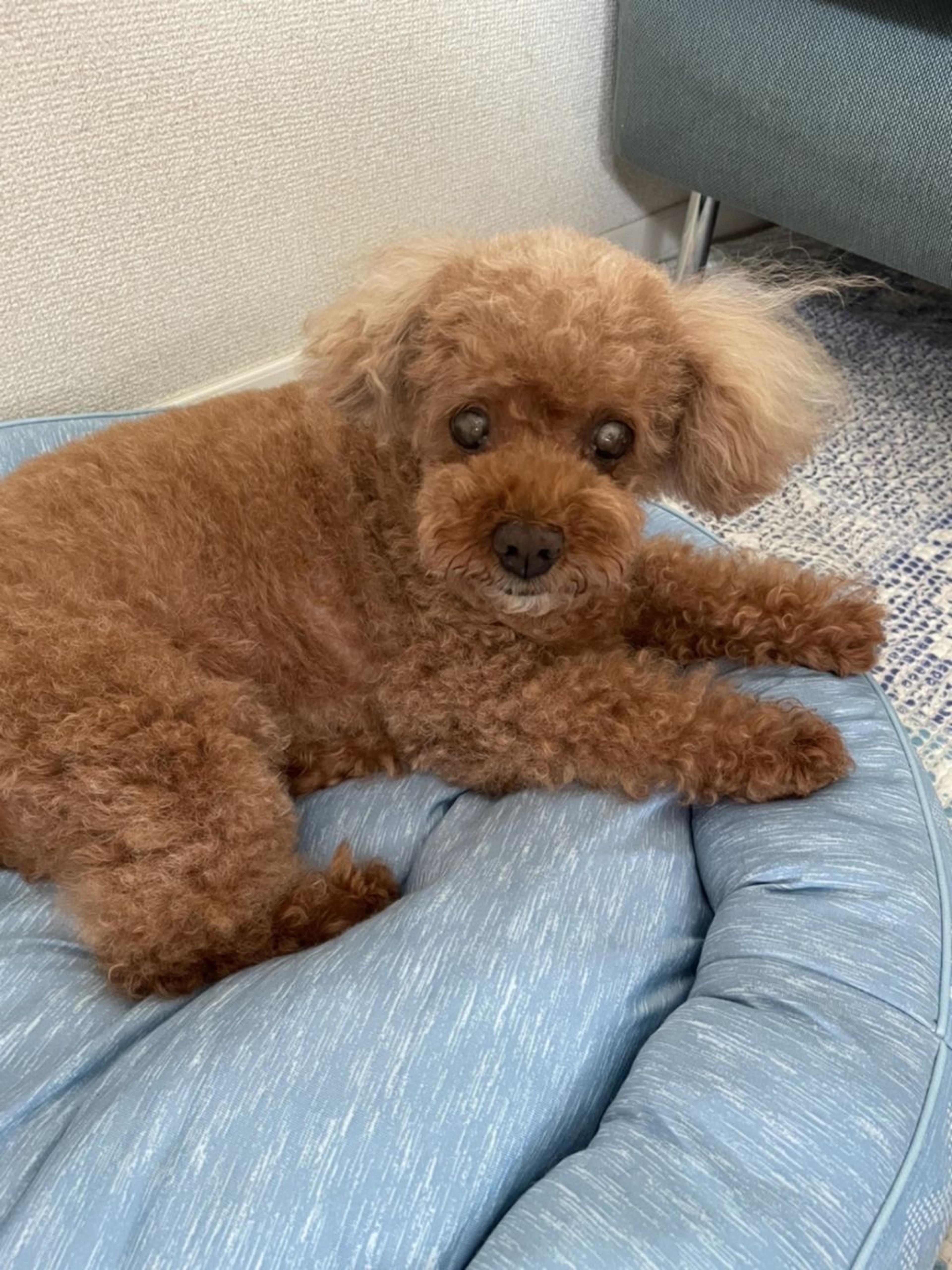 pet-image-5
