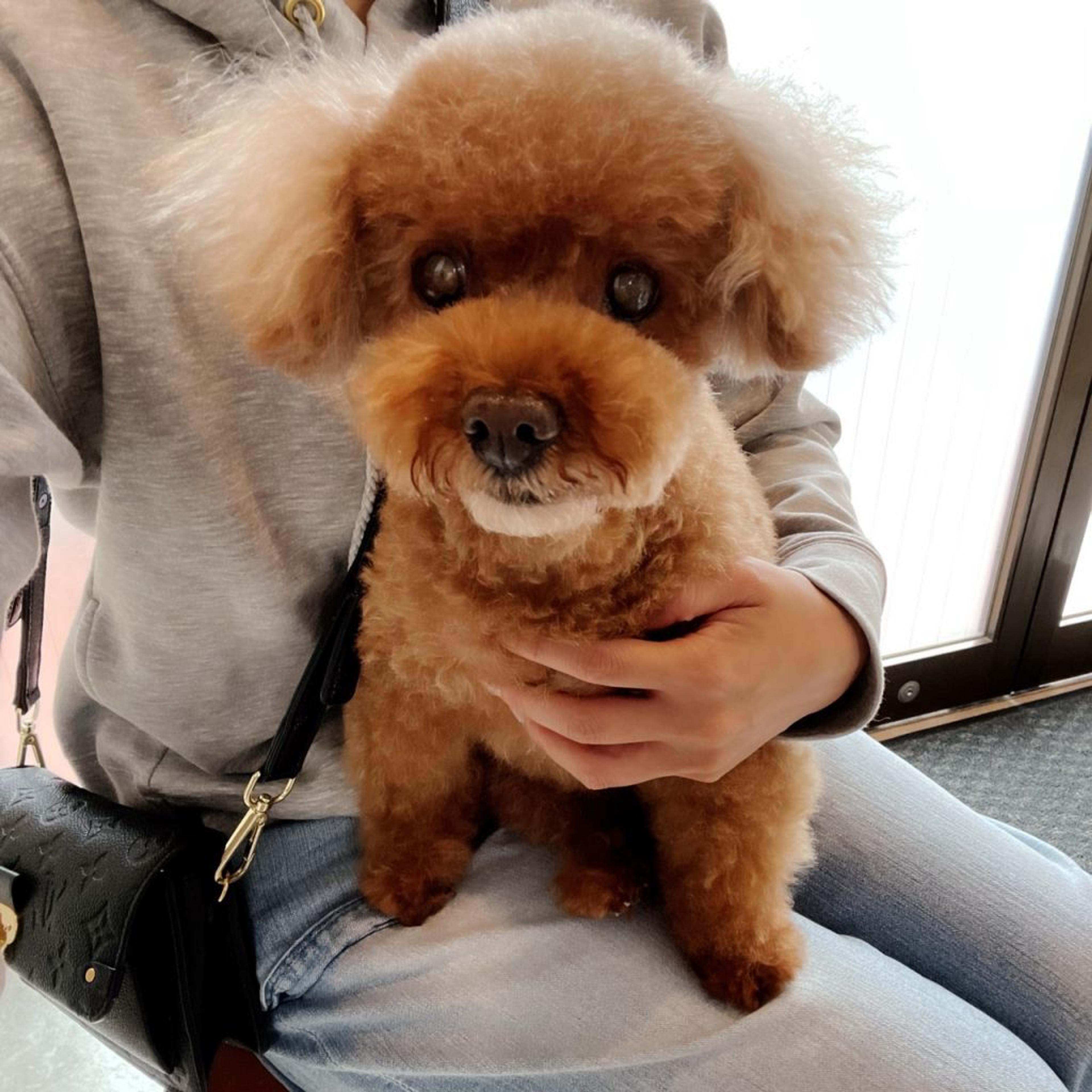 pet-image-6