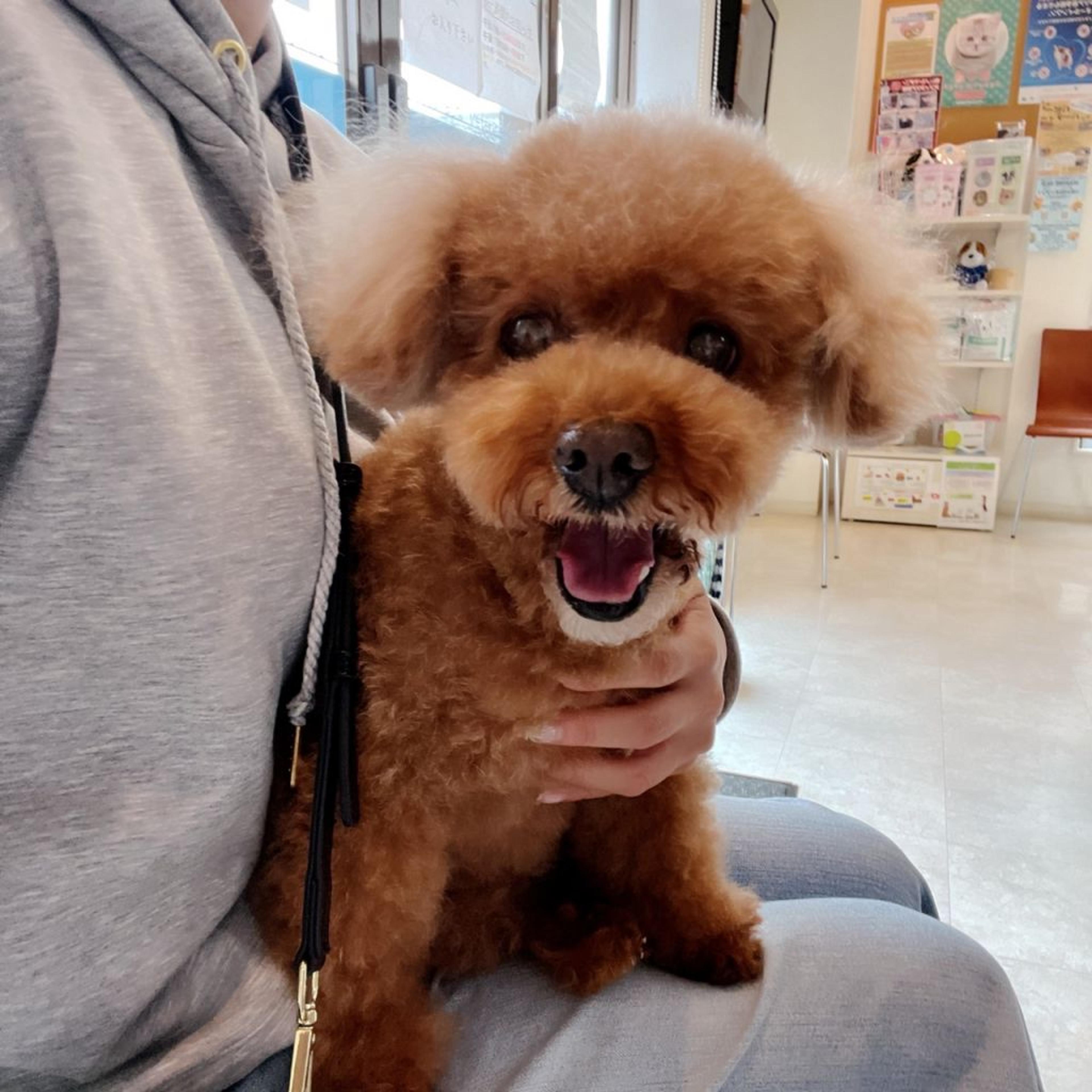 pet-image-7