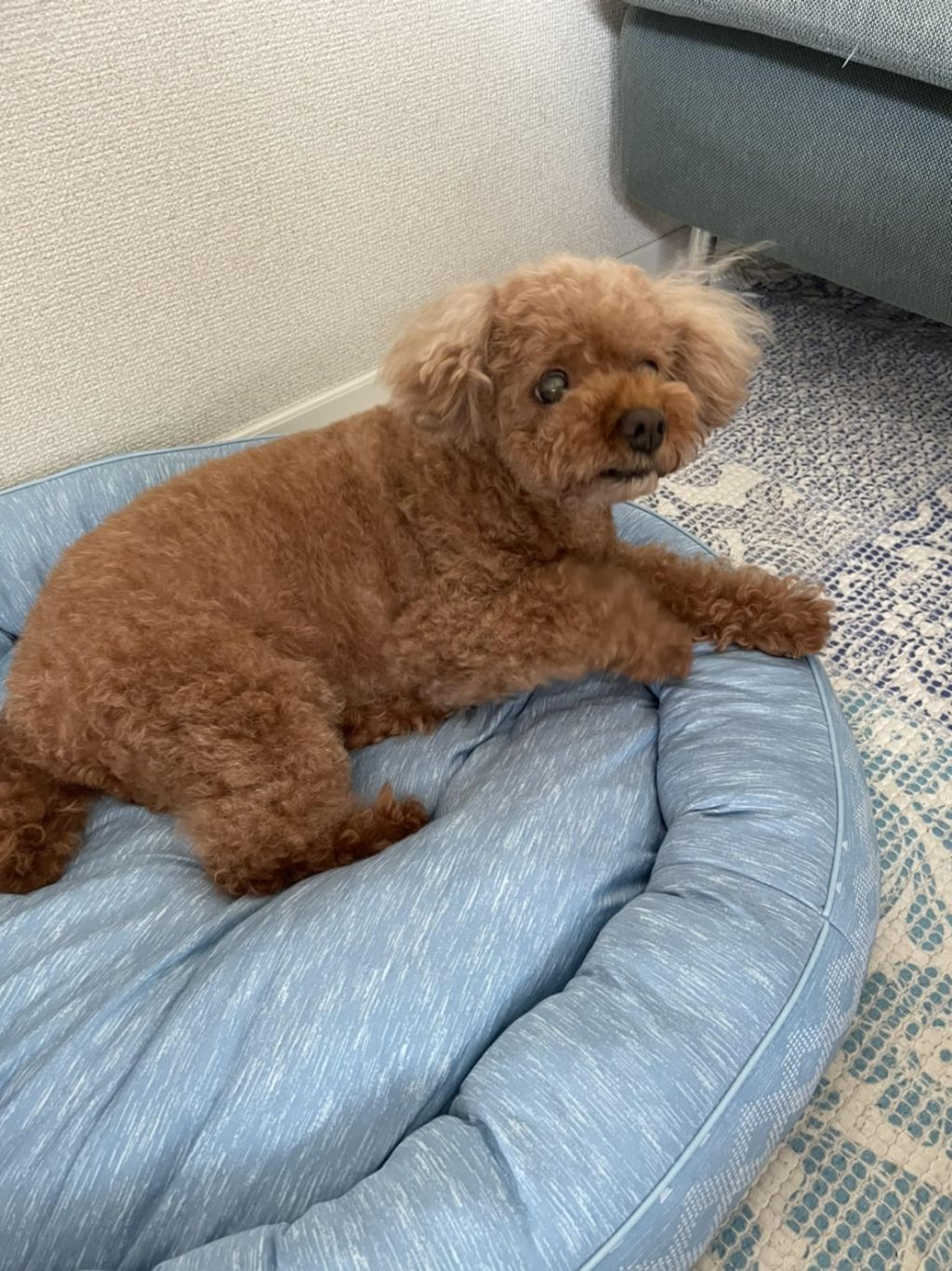pet-image-8