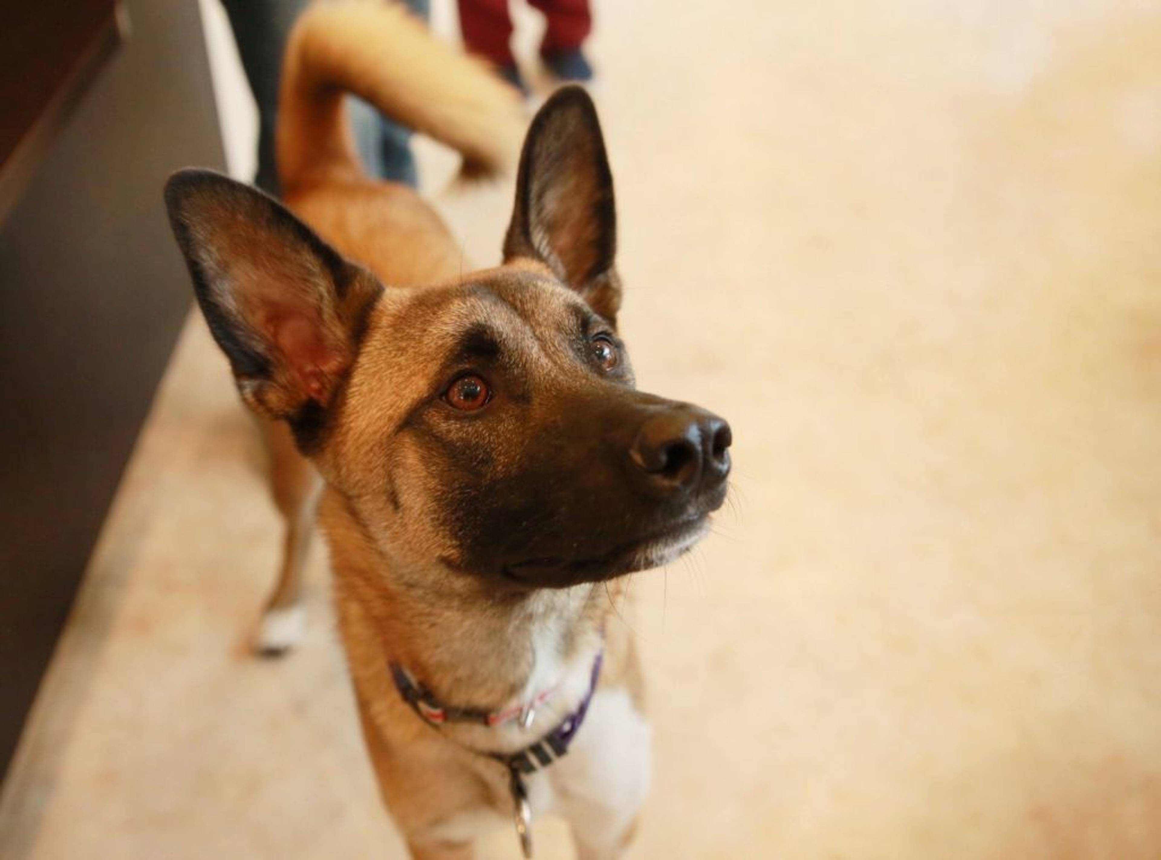 雑種（ミックス犬）・オスの里親募集の写真