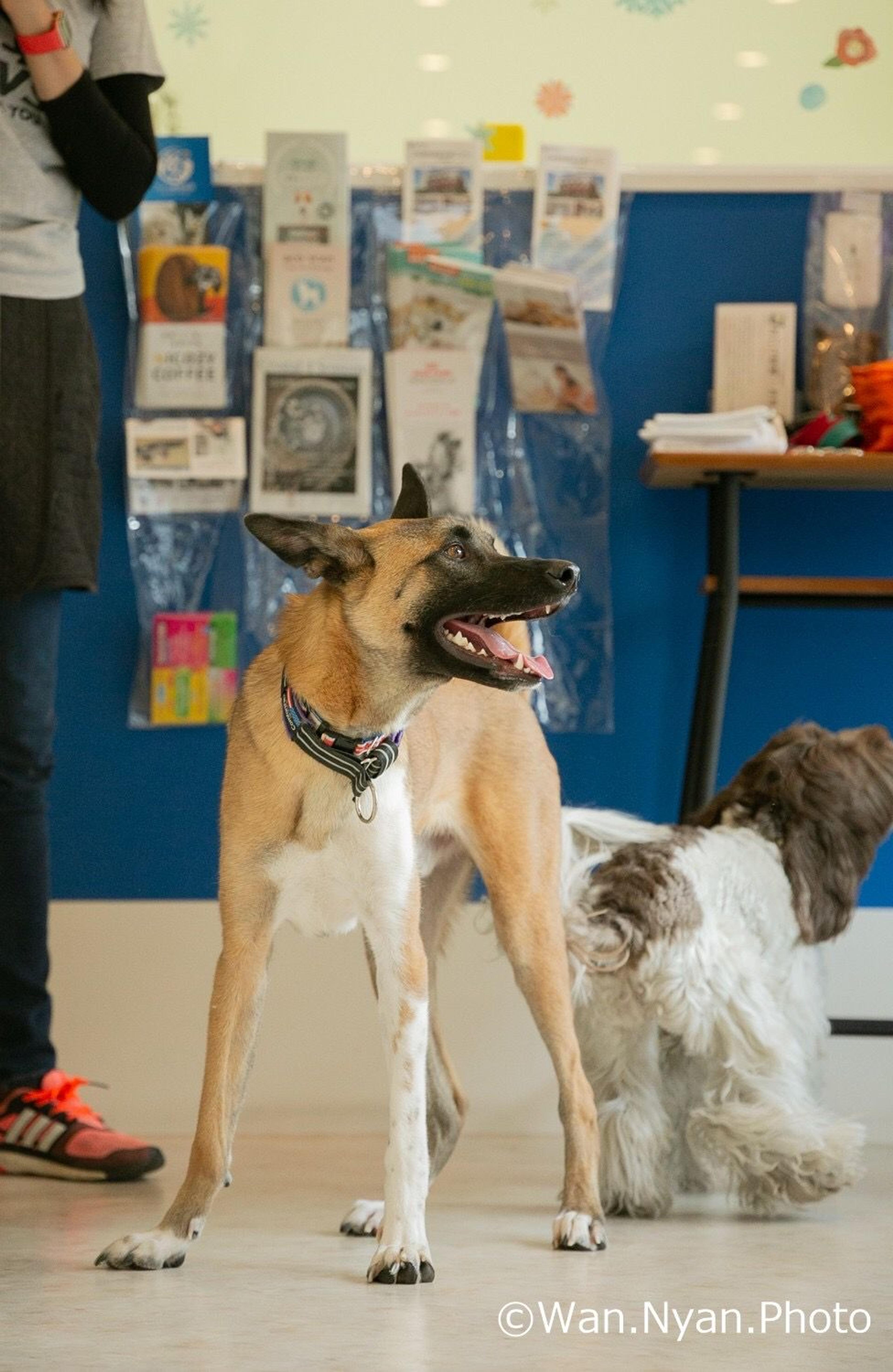 pet-image-2