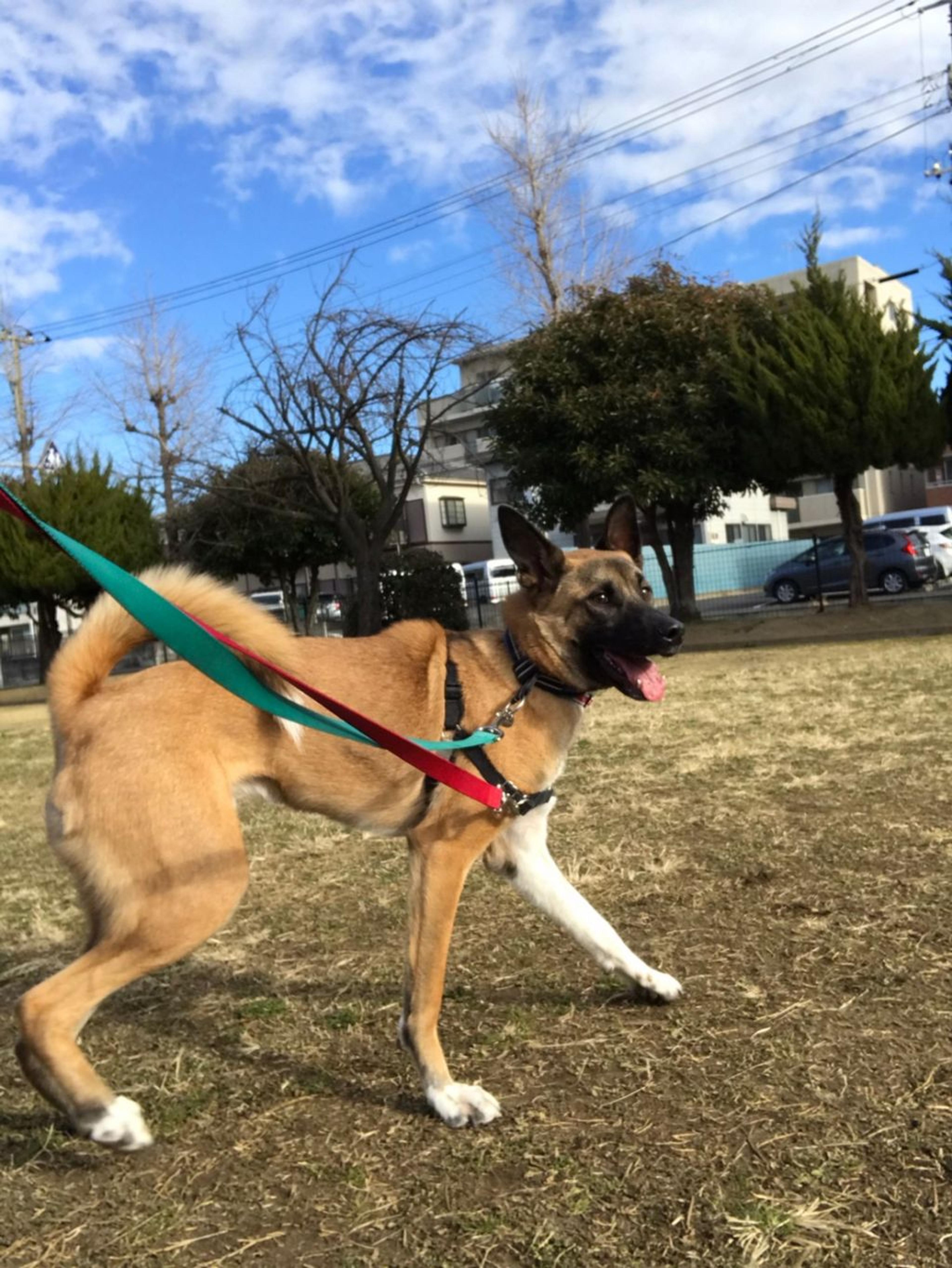 pet-image-4