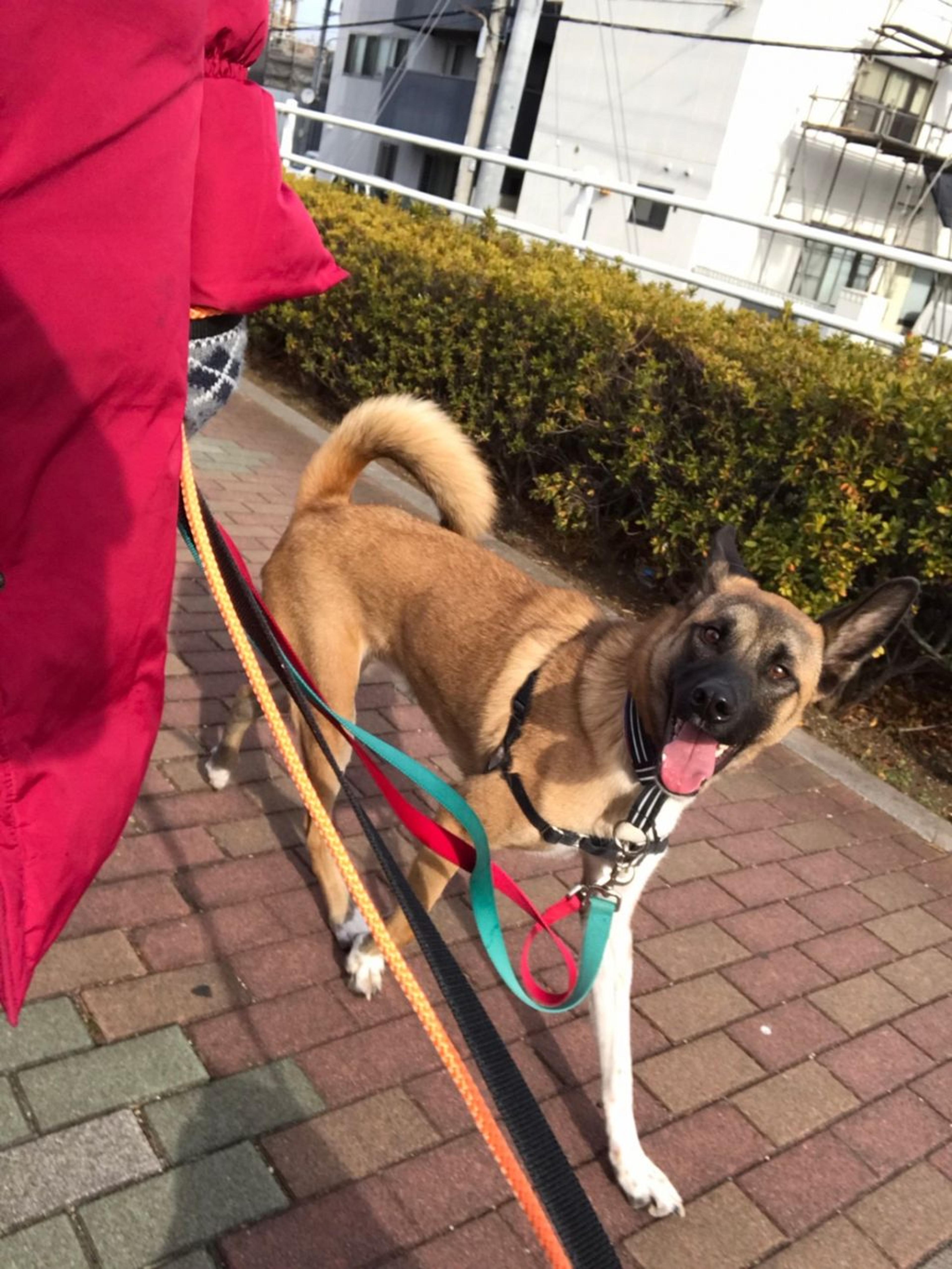 pet-image-5