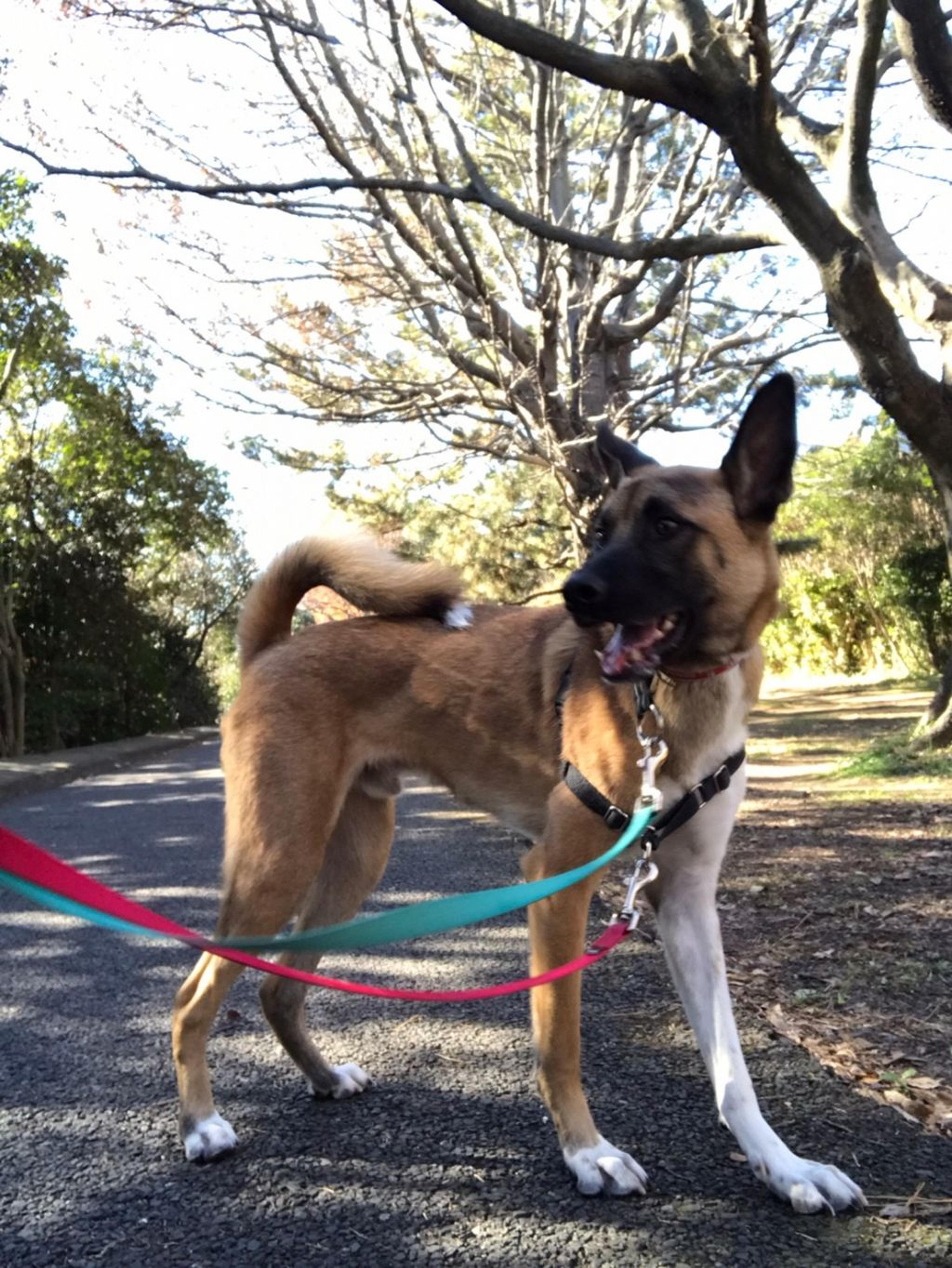 pet-image-7