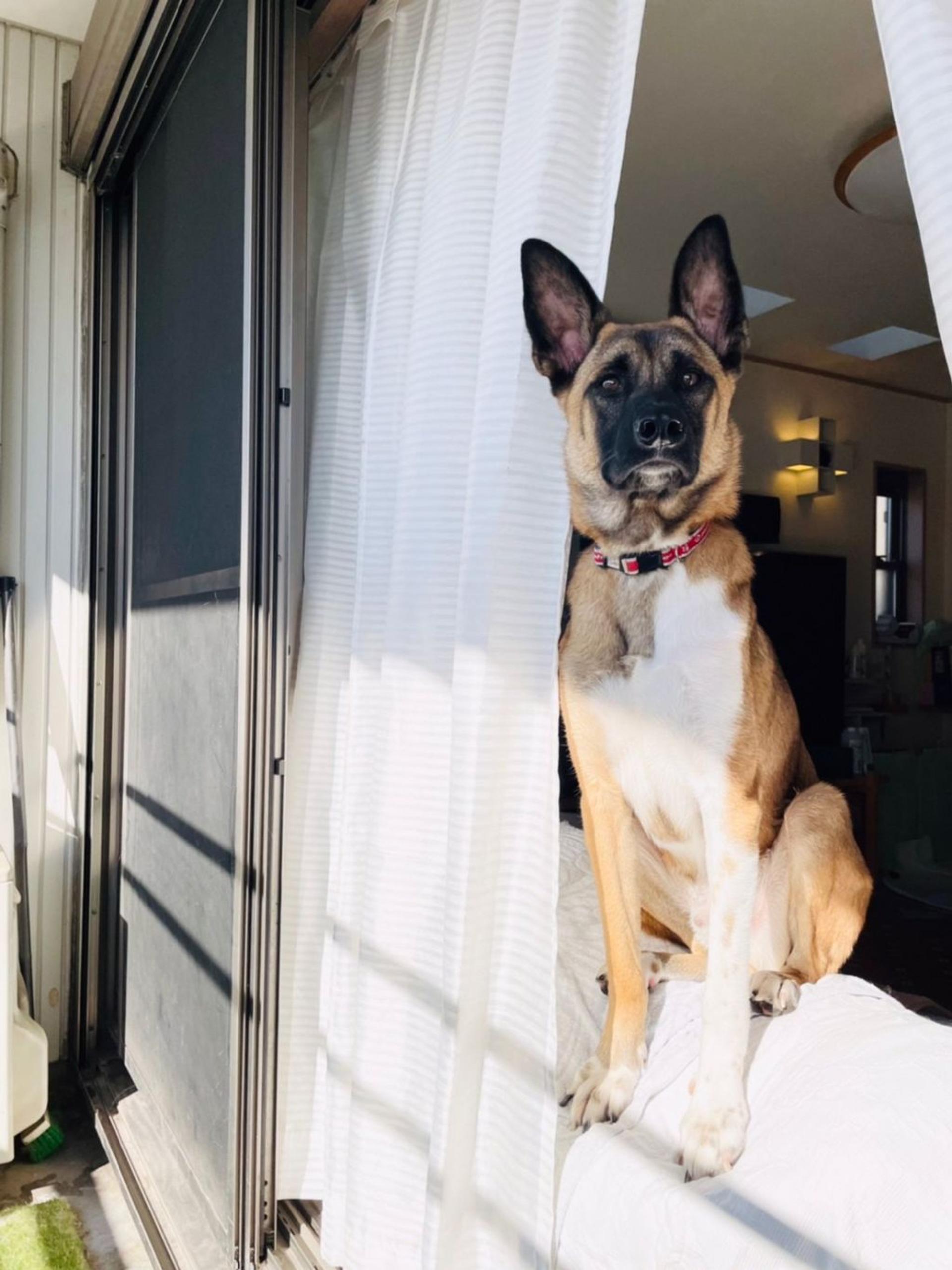 pet-image-8