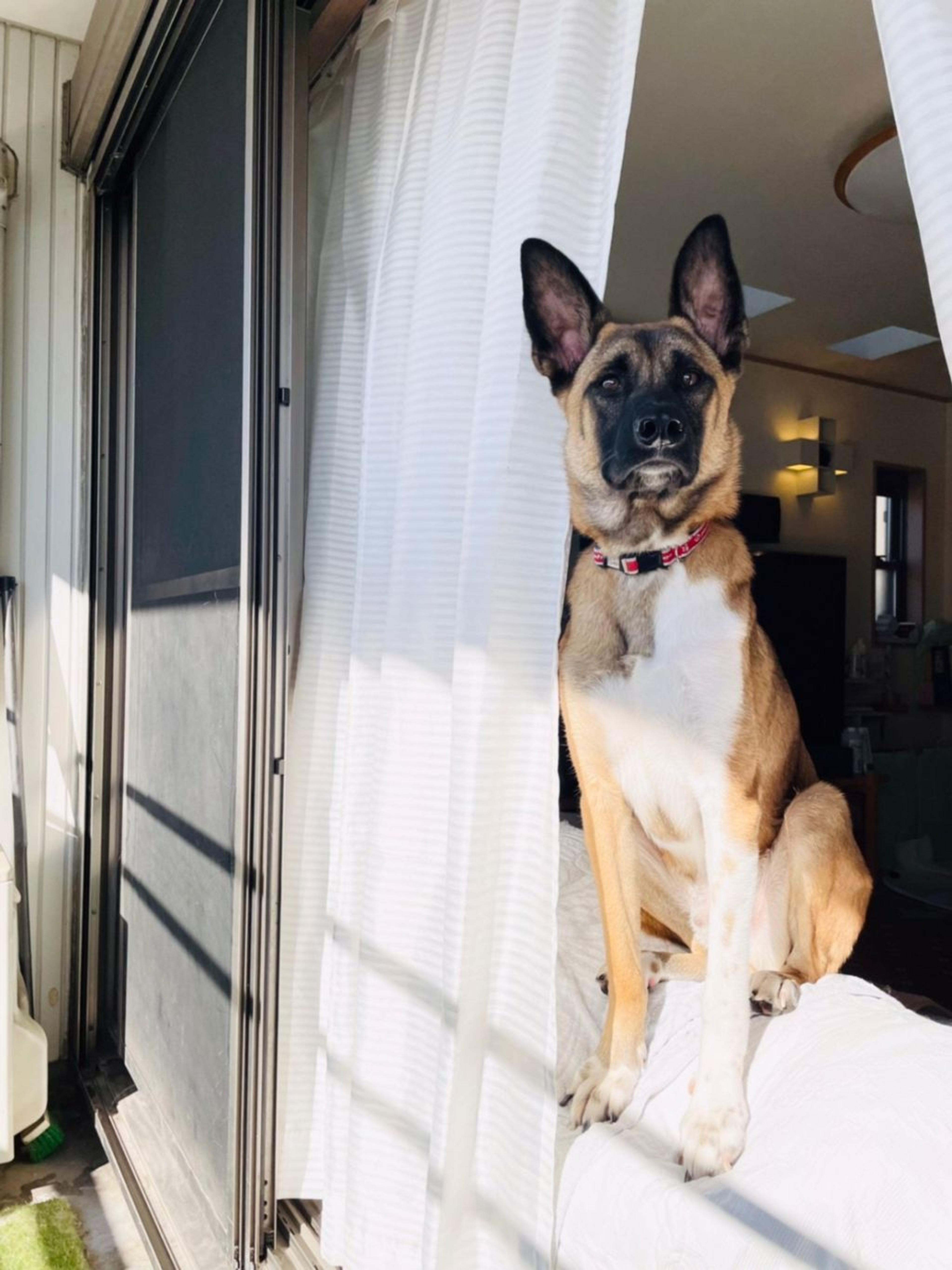 pet-image-8