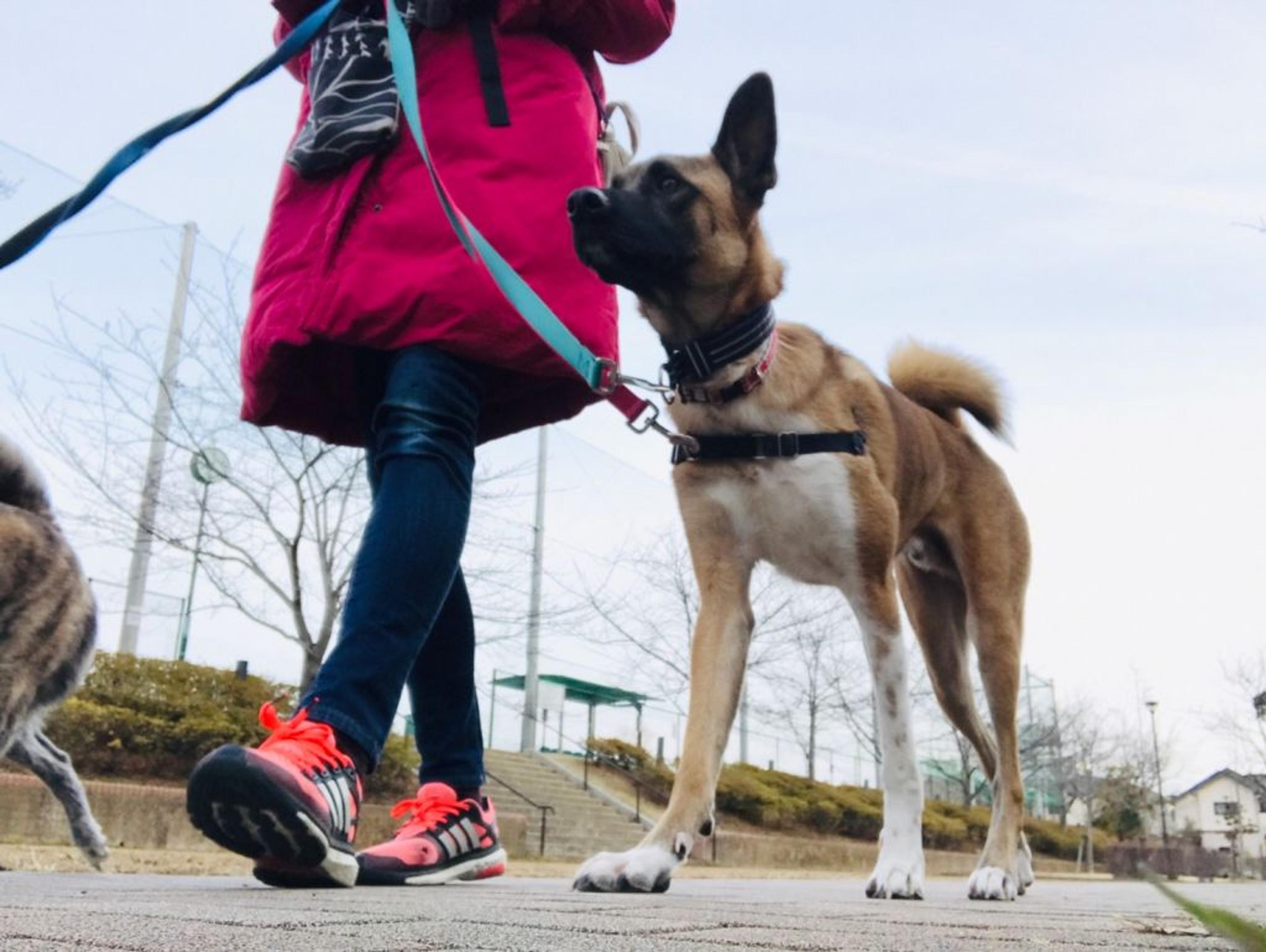 pet-image-9