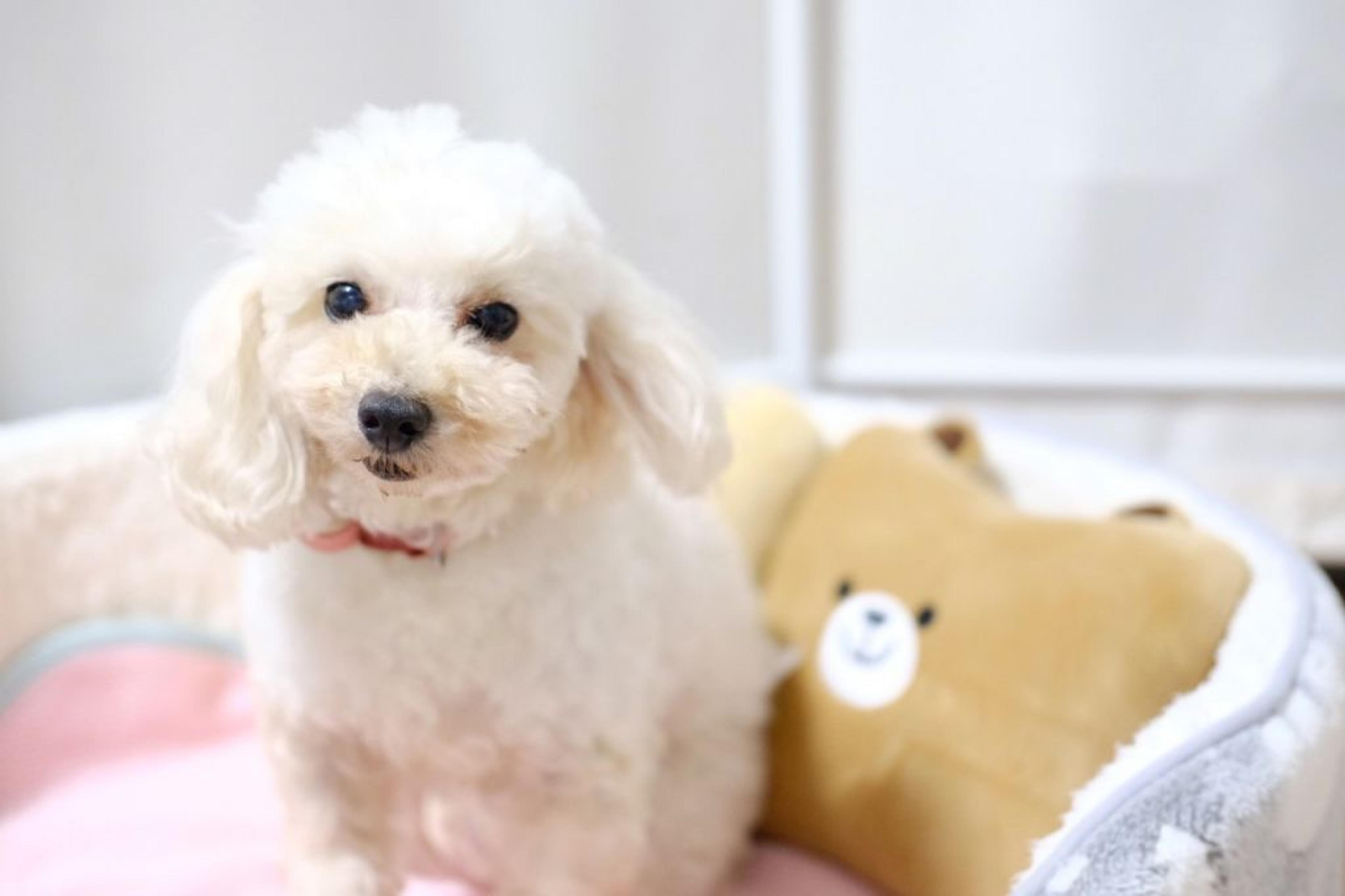 pet-image-3