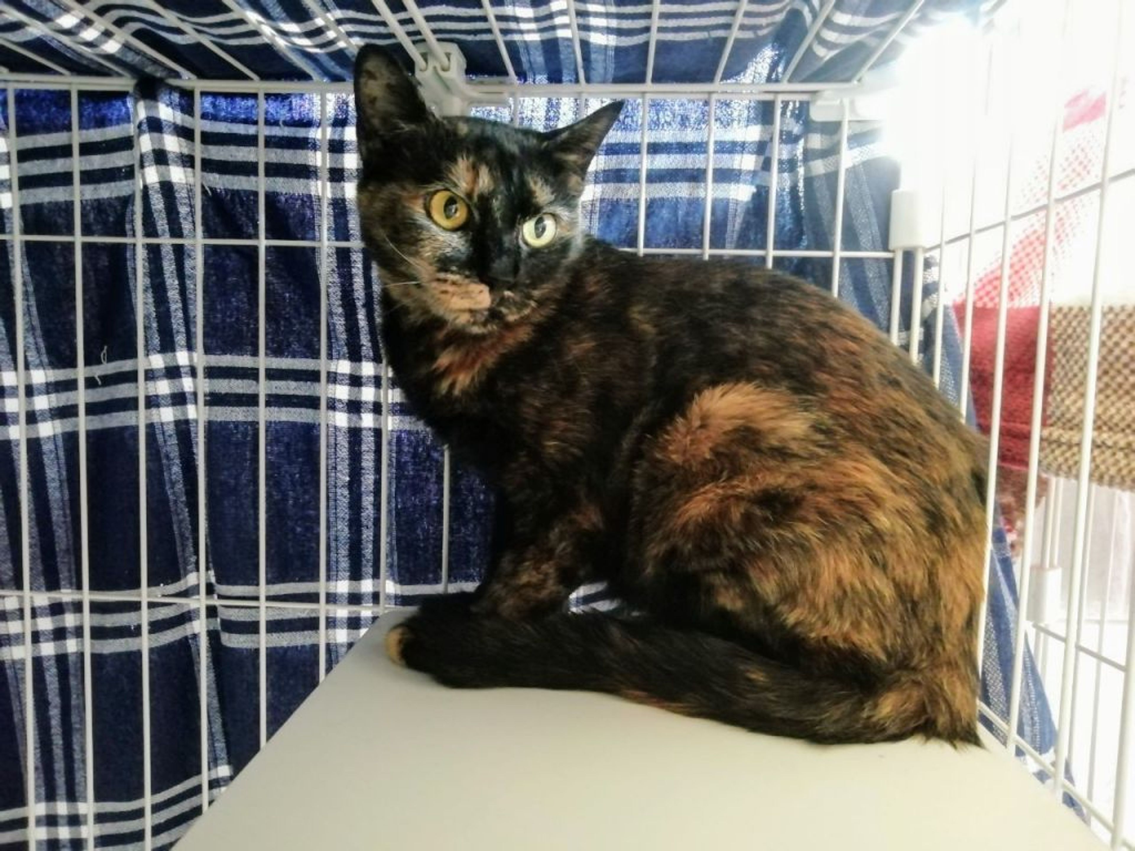 pet-image-2