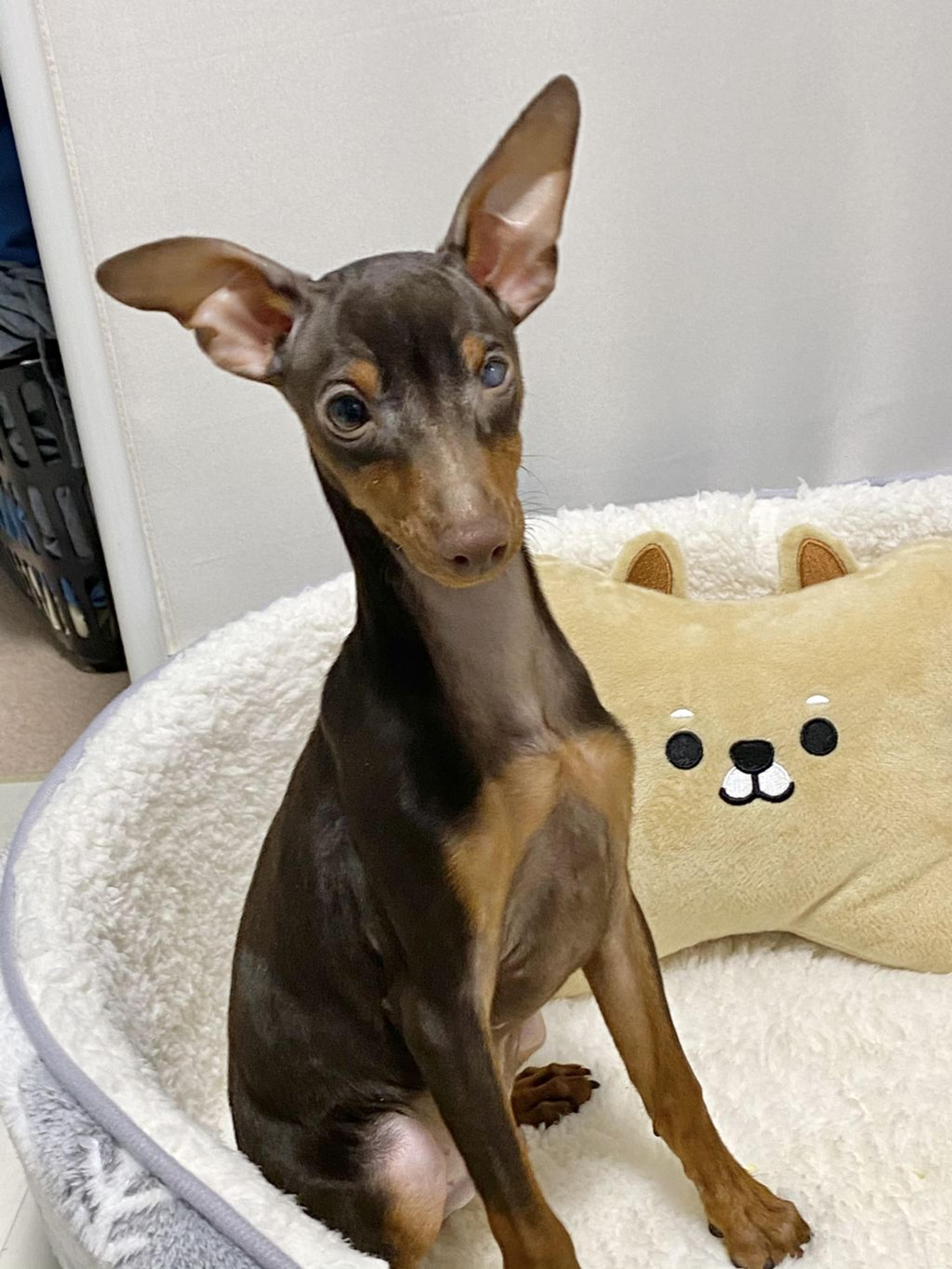 pet-image-2