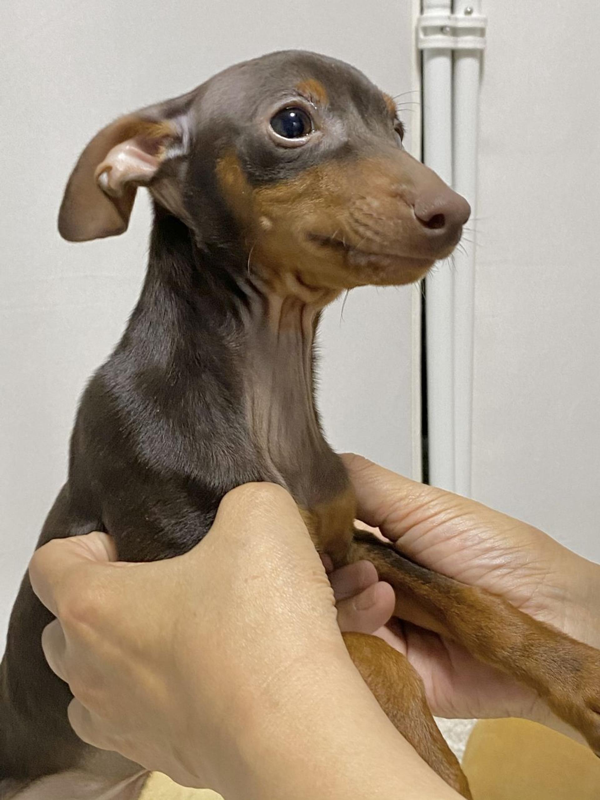 pet-image-3