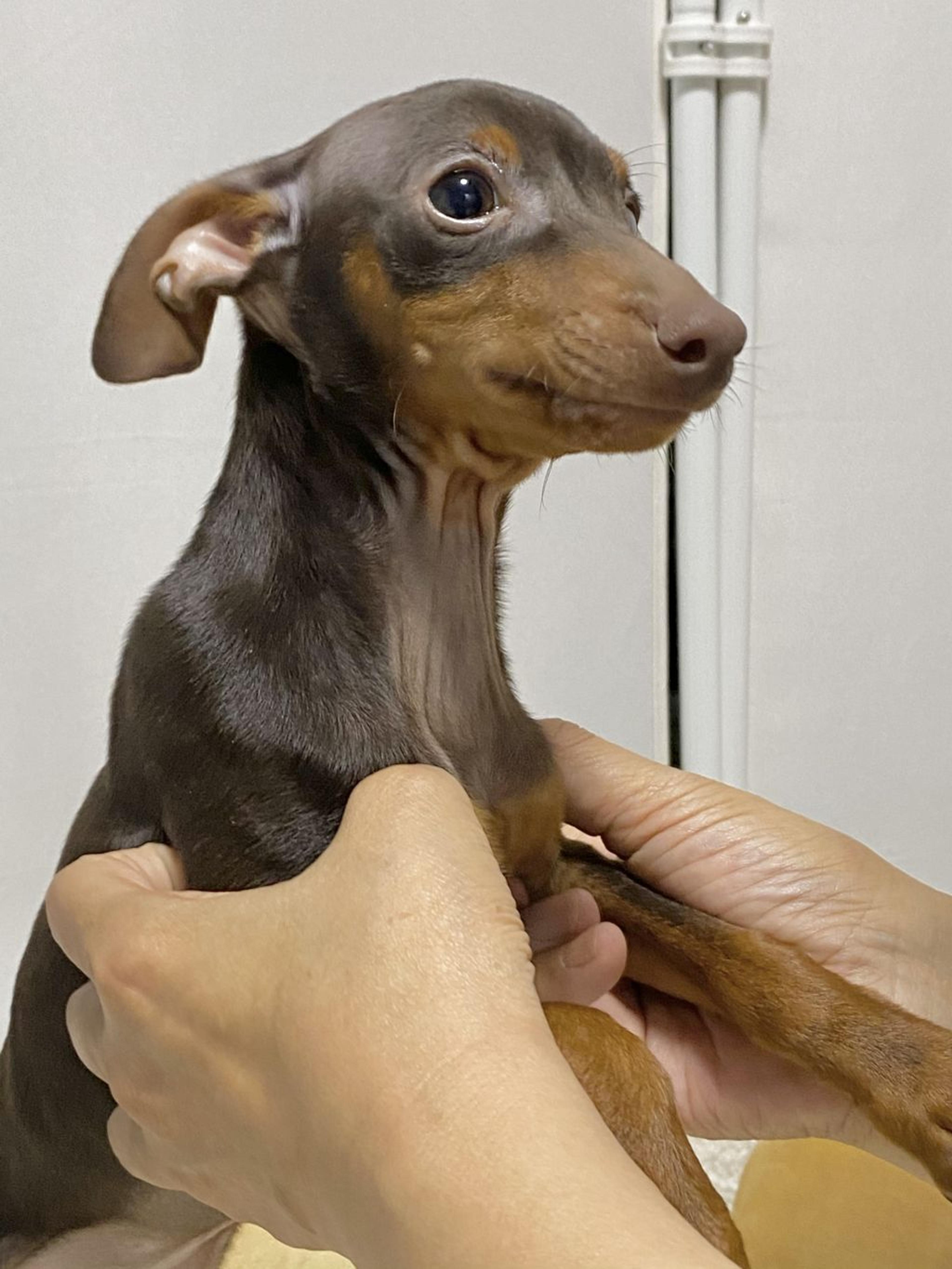 pet-image-3