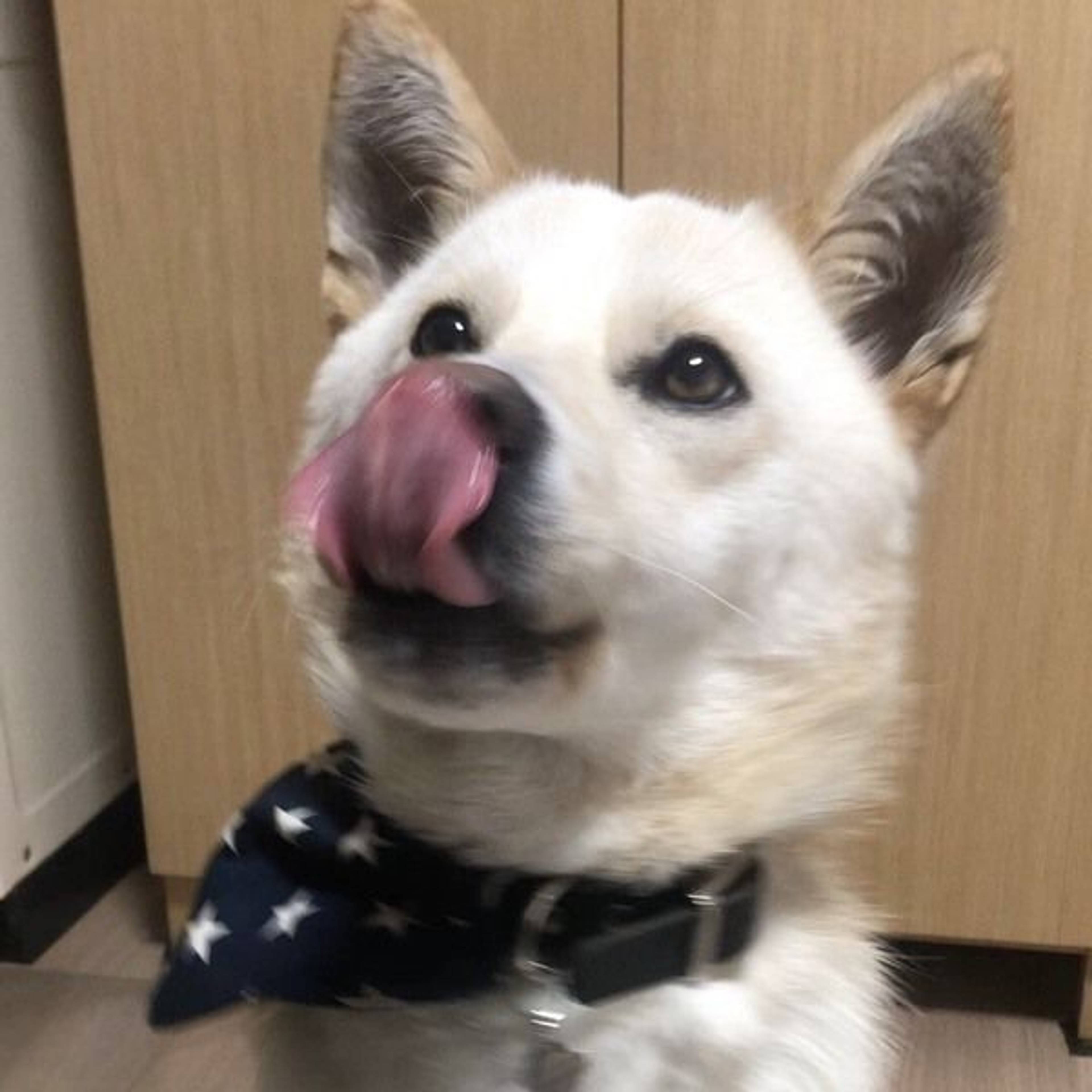 雑種（ミックス犬）・オスの里親募集の写真